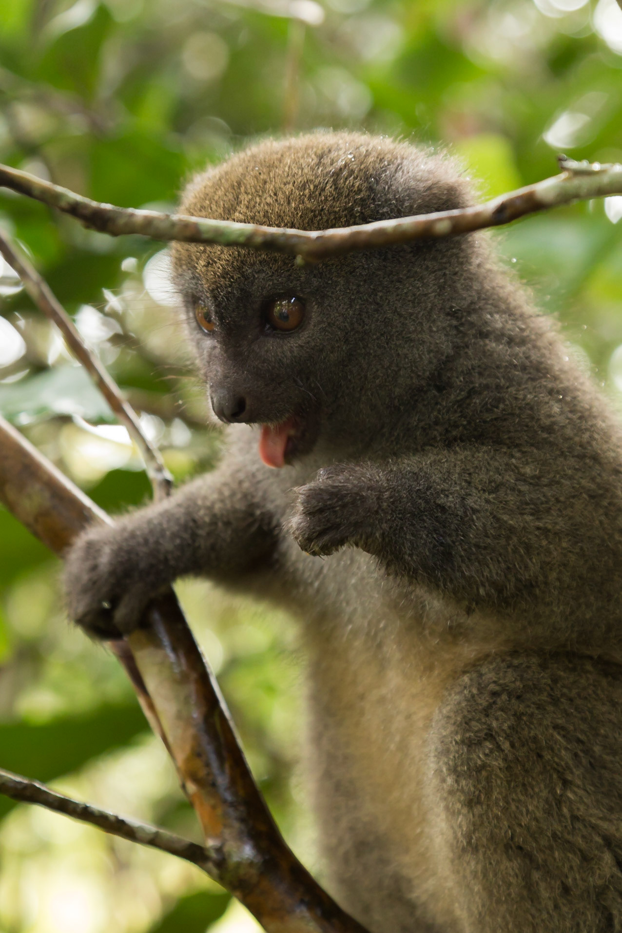 Vakona, Andasibe-Mantadia, Madagascar [Apr 2019]