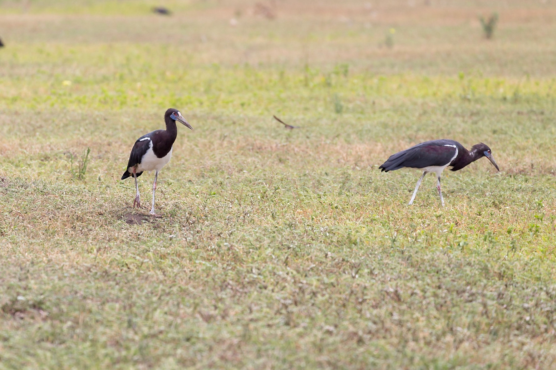 , Manyara, Tanzania [Jan 2023]