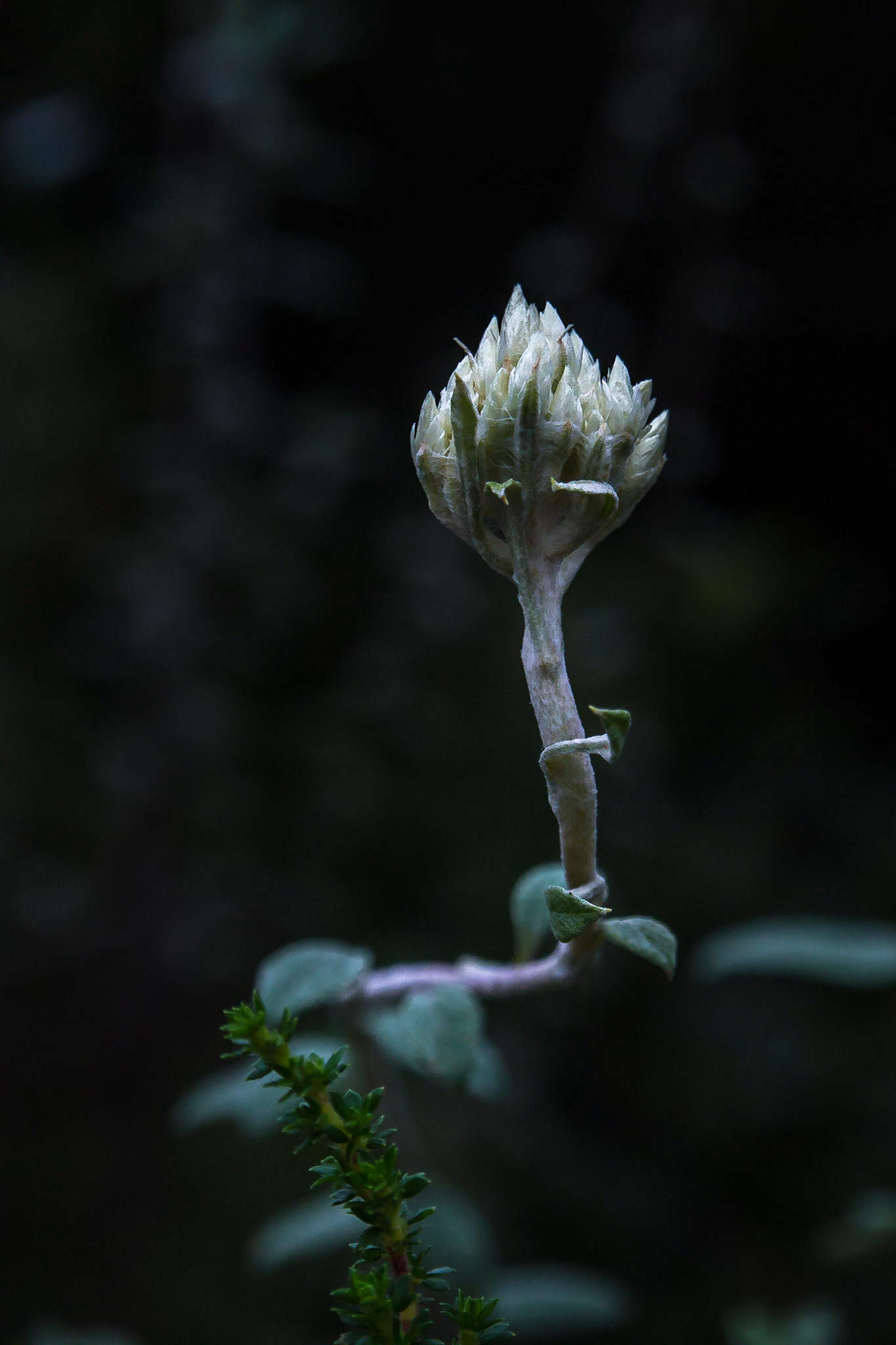 Blyde, Ohrigstad, Limpopo, South Africa [Mar 2016]