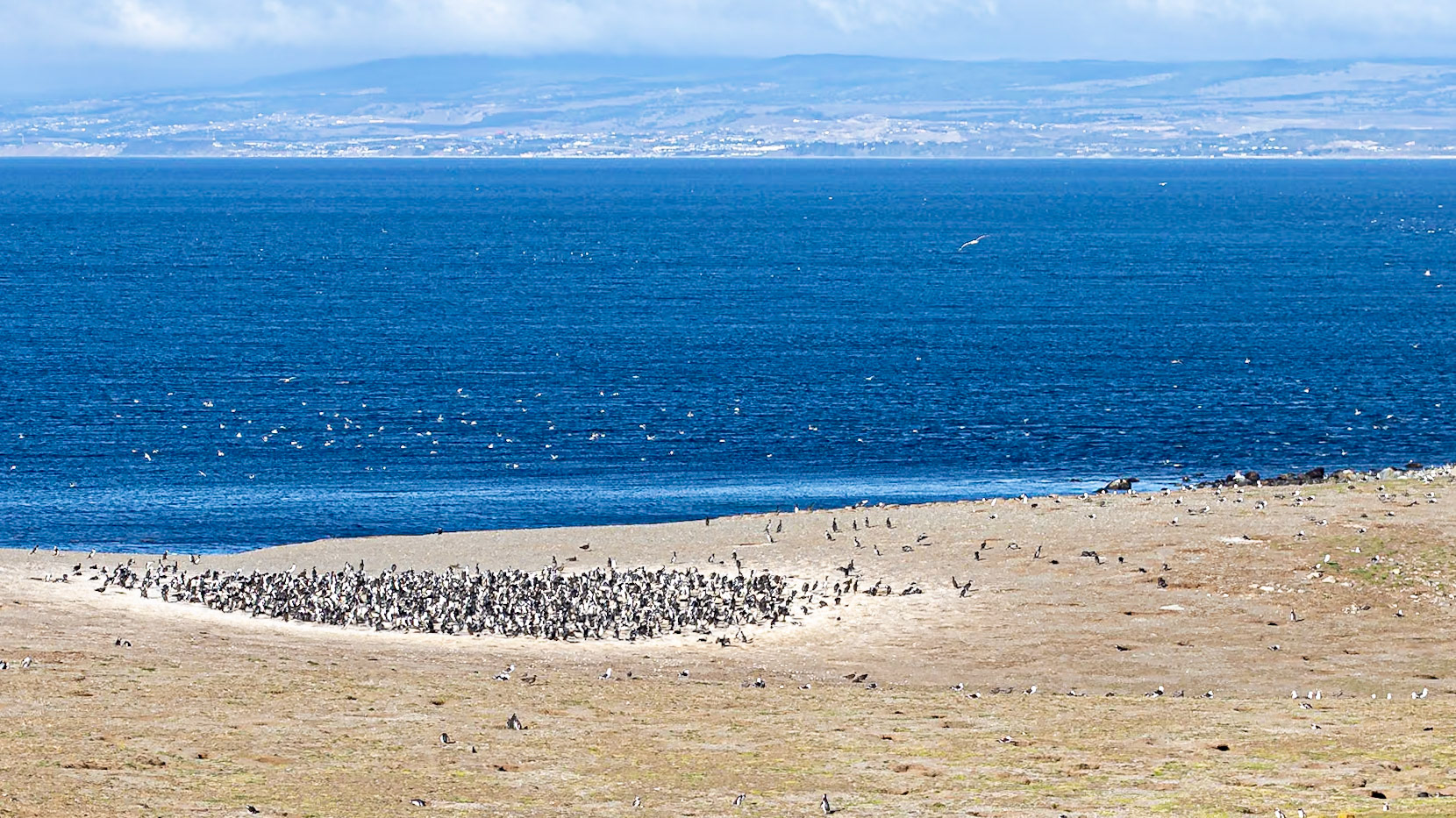Punta Arenas, Magellan and the Chilean Antarctic, Chile [Jan 2024]