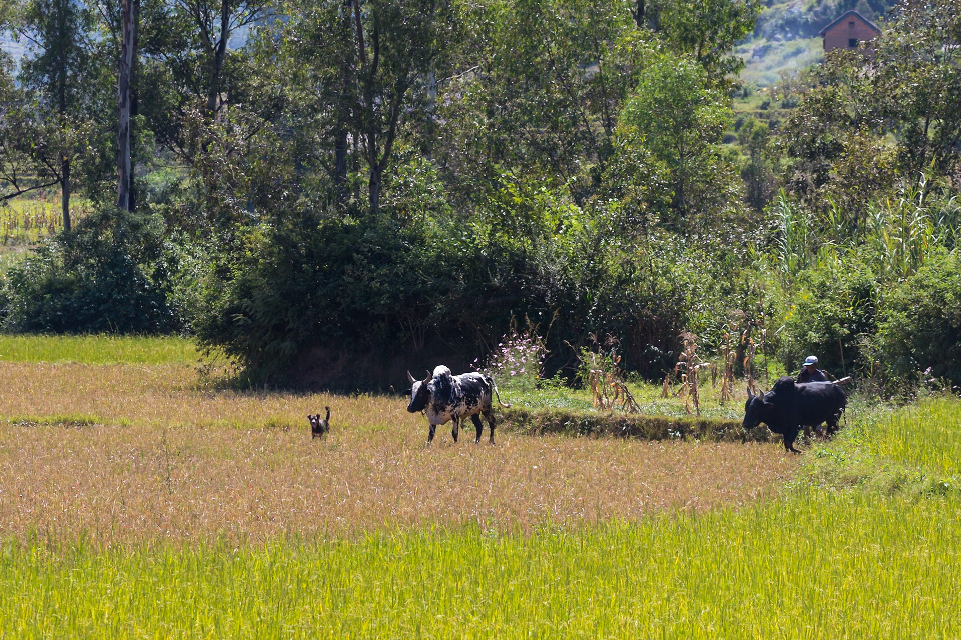 Ambohimanjaka, Ambohidratrimo, Madagascar [Apr 2019]