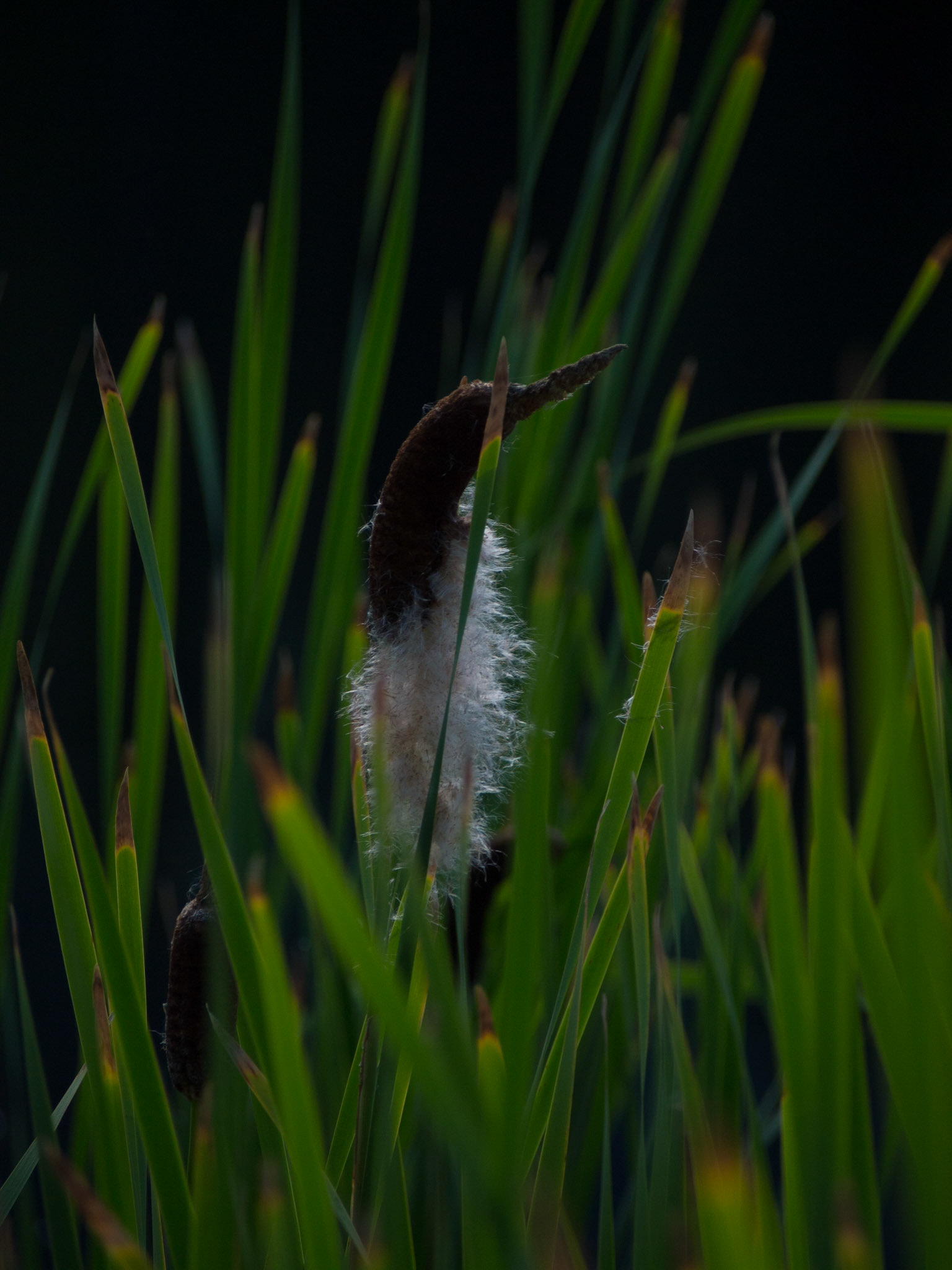 Haida Gwaii, British Columbia, Canada [Aug 2014]