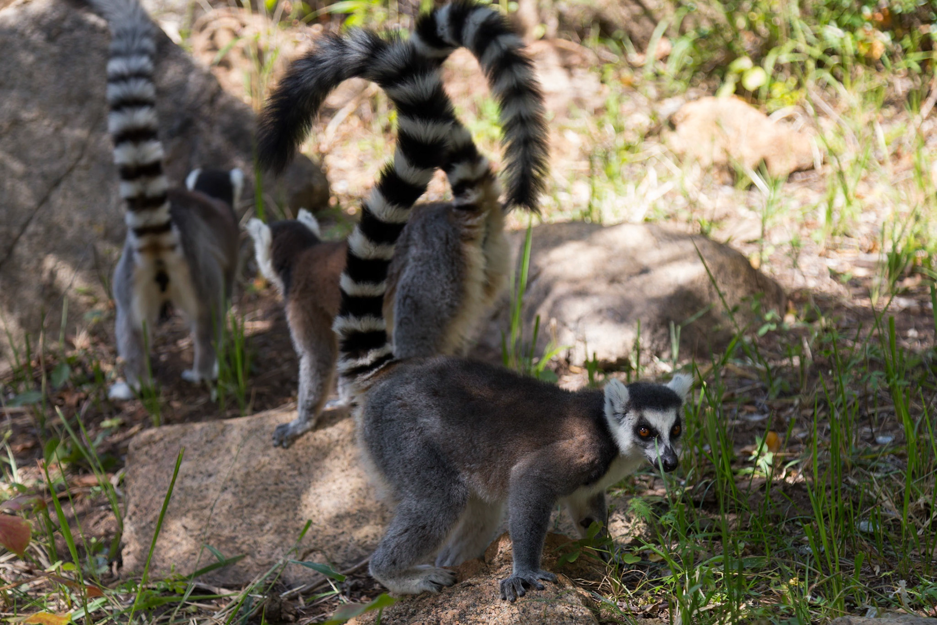 Anja Community Reserve, Haute Matsiatra, Madagascar [Apr 2019]