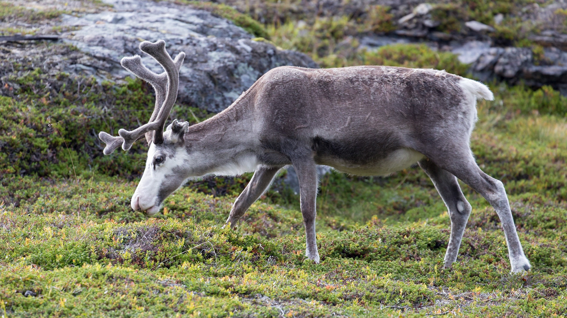 Rypefjord, Finnmark, Norway [Aug 2022]