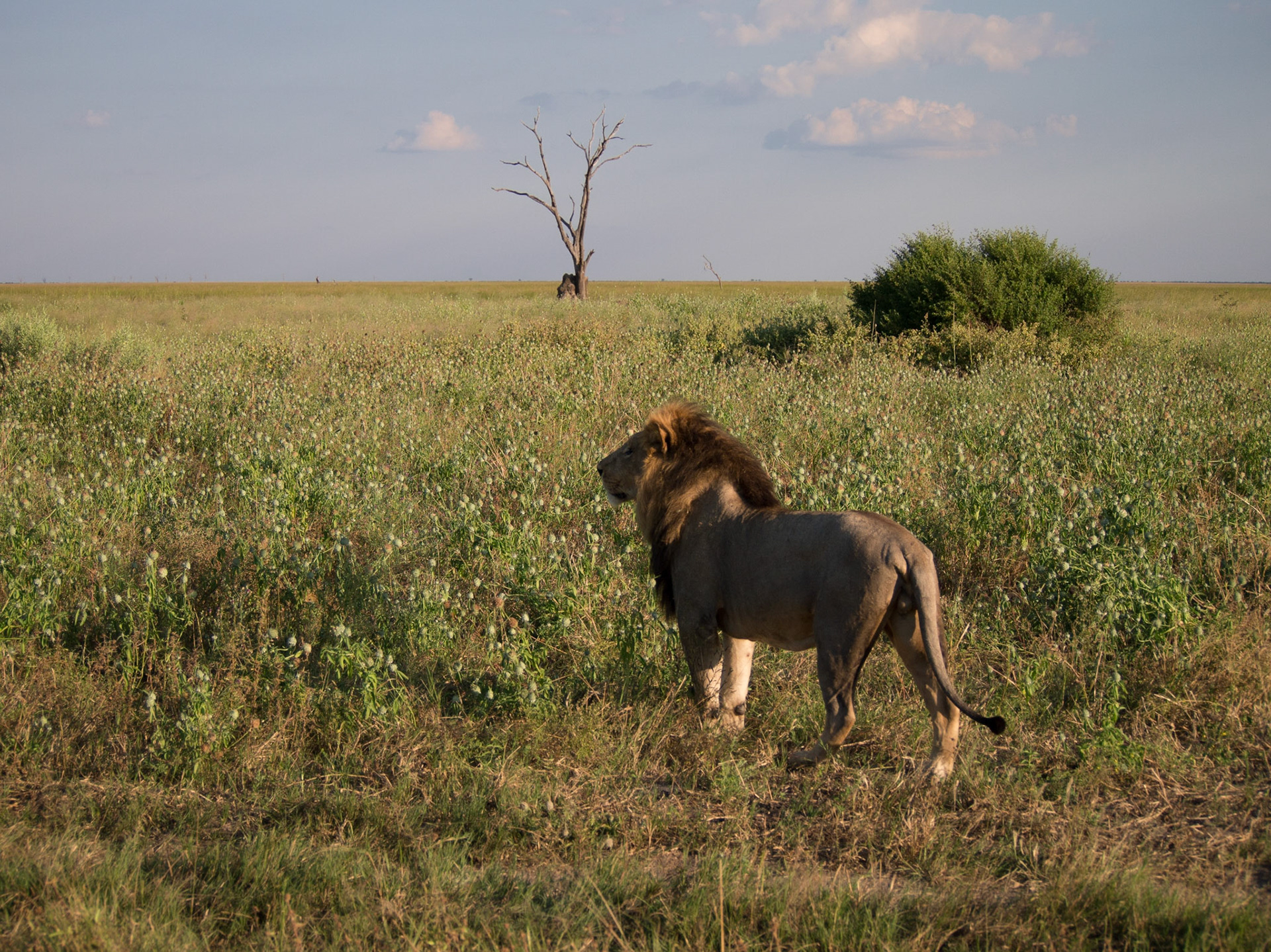 , North West, Botswana [Apr 2014]