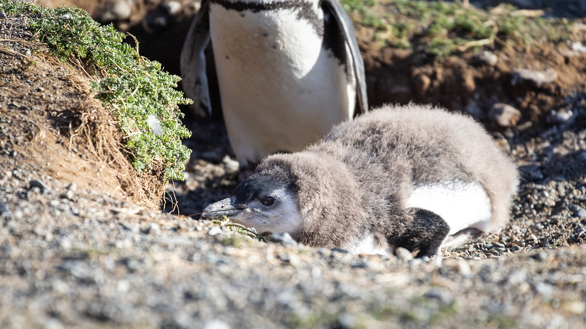 Punta Arenas, Magellan and the Chilean Antarctic, Chile [Jan 2024]