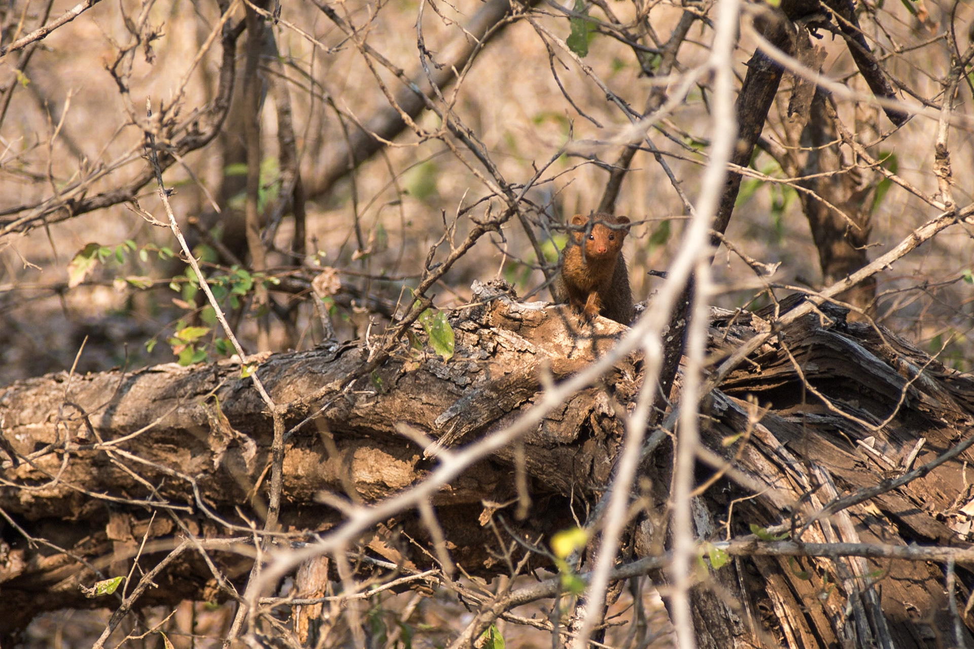 Majete Wildlife Reserve, Southern Region, Malawi [Aug 2016]