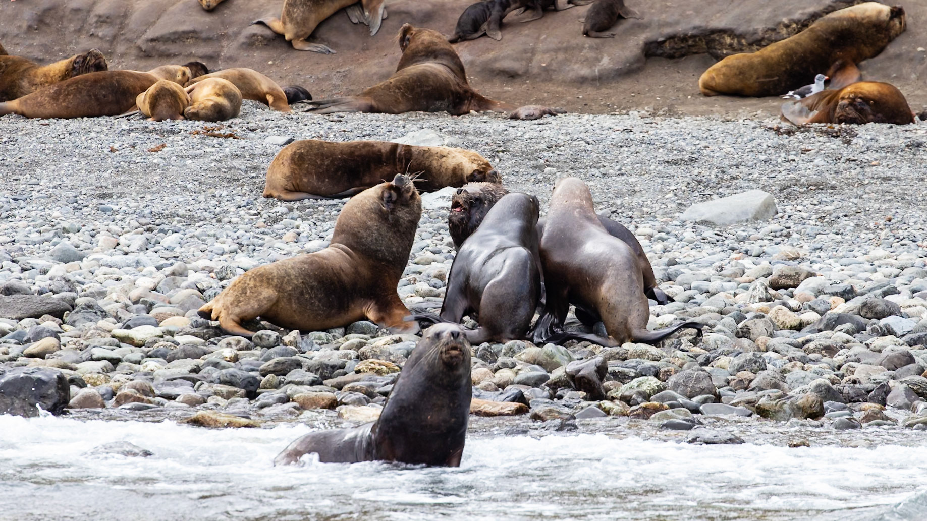 Punta Arenas, Magellan and the Chilean Antarctic, Chile [Jan 2024]
