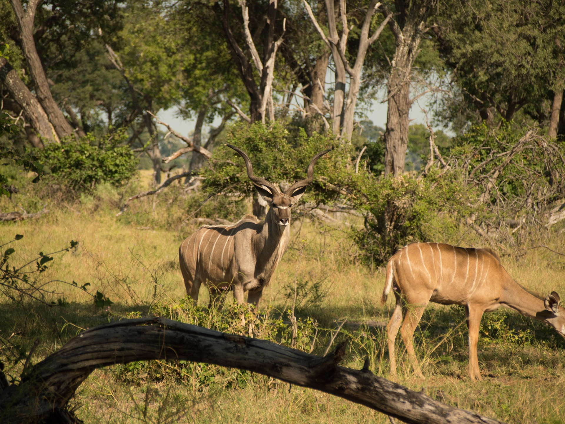 , North West, Botswana [Apr 2014]