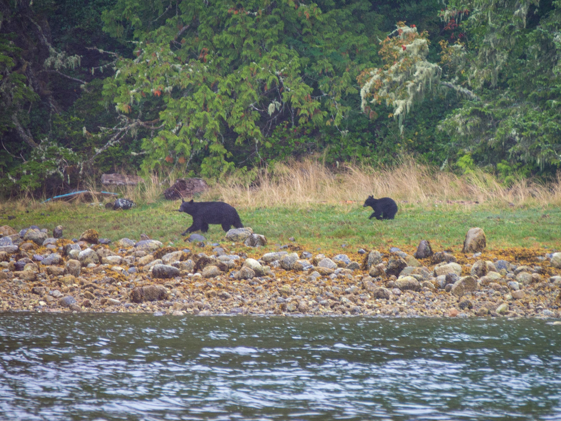 Vancouver Island, British Columbia, Canada [Sept 2014]