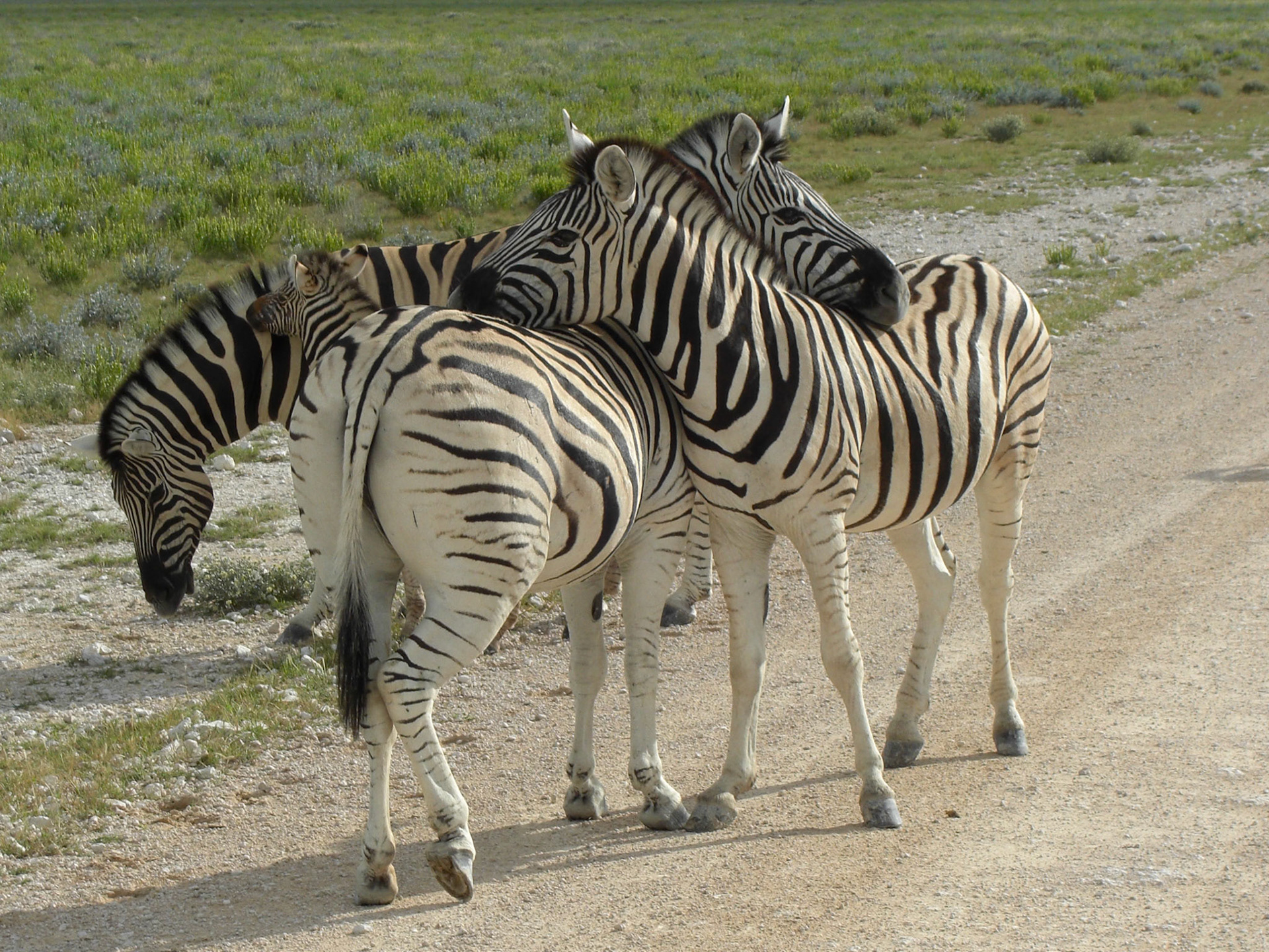 , Oshikoto, Namibia [Mar 2010]