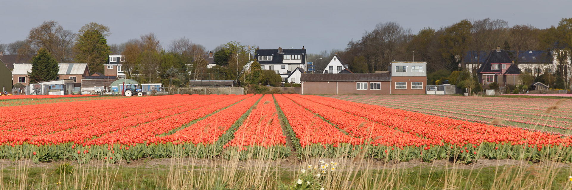 Hillegom, South Holland, Netherlands [Apr 2025]