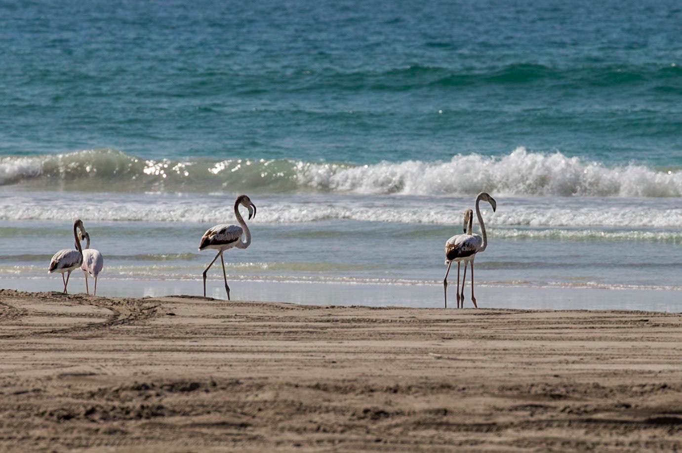 Taqah, Dhofar Governorate, Oman [Mar 2018]