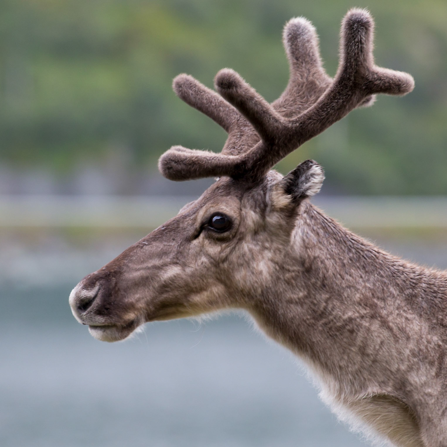 Kvalsund, Finnmark, Norway [Aug 2022]