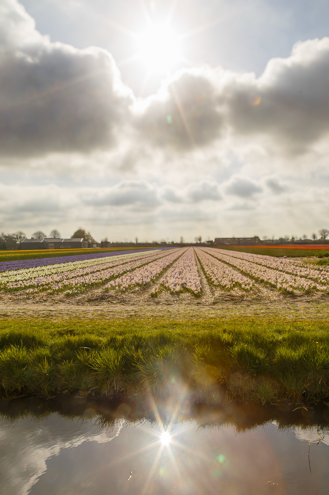 Hillegom, South Holland, Netherlands [Apr 2025]