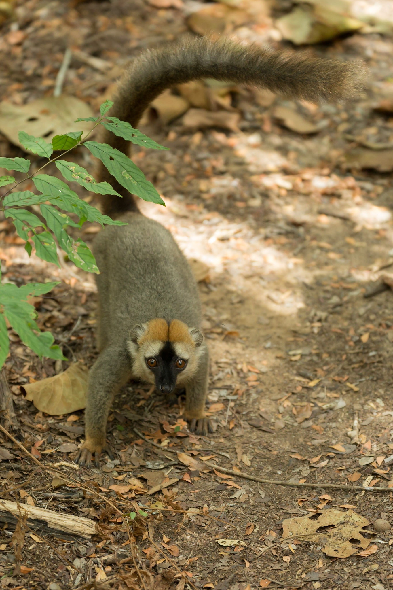 Kirindy, Toliara, Madagascar [Apr 2019]