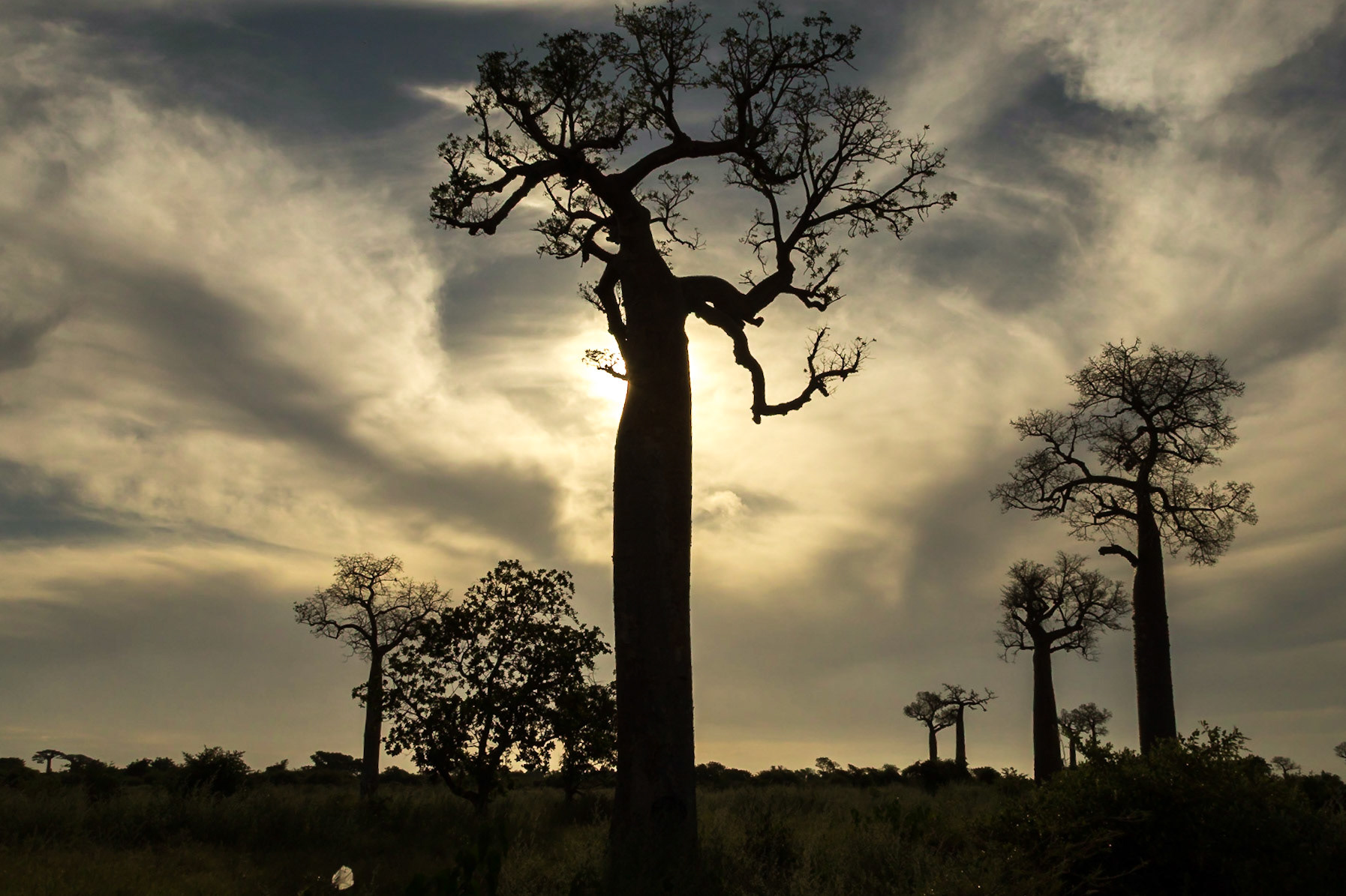 Morondava, Menabe, Madagascar [Apr 2019]
