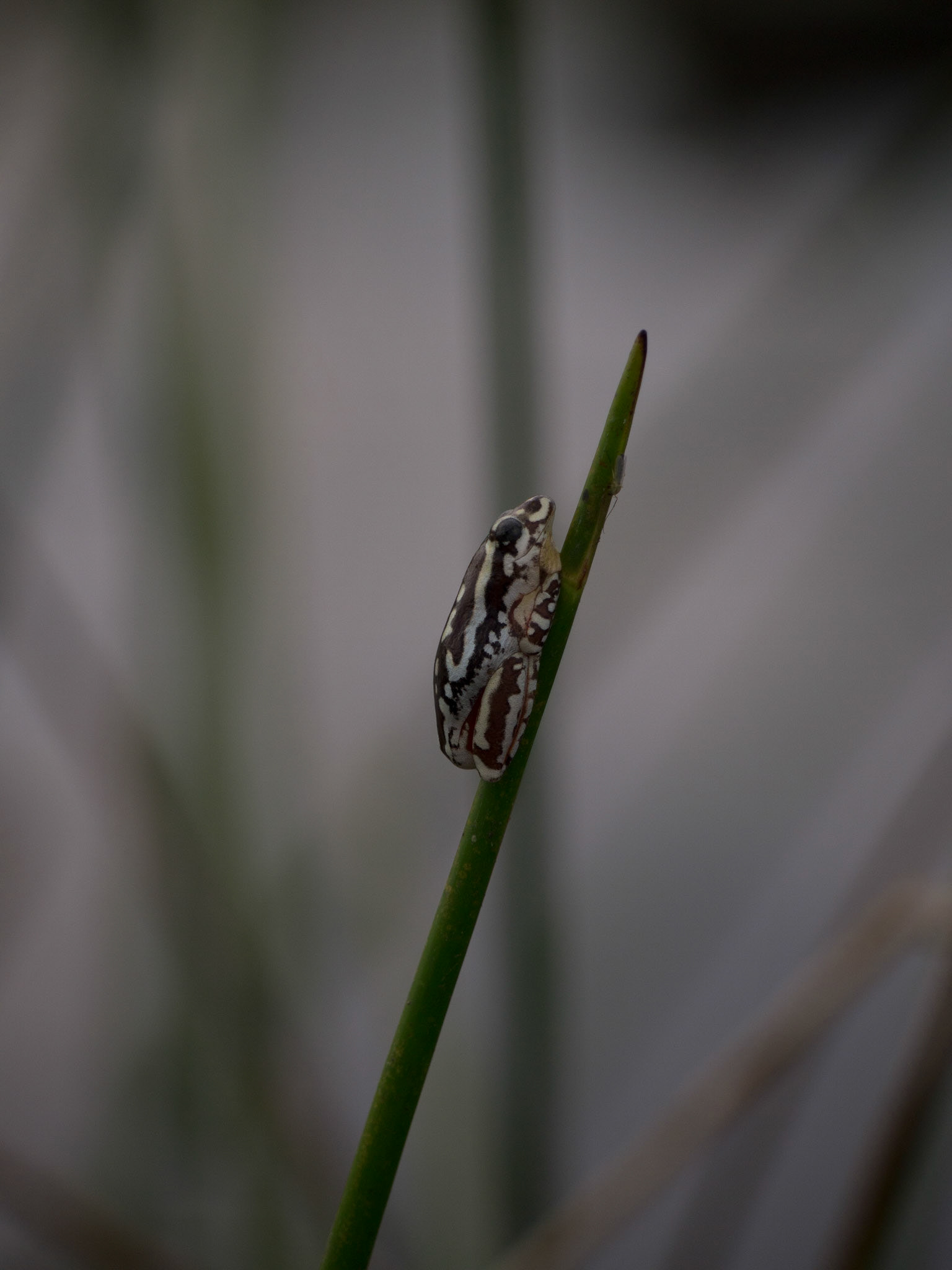 , North West, Botswana [Apr 2014]