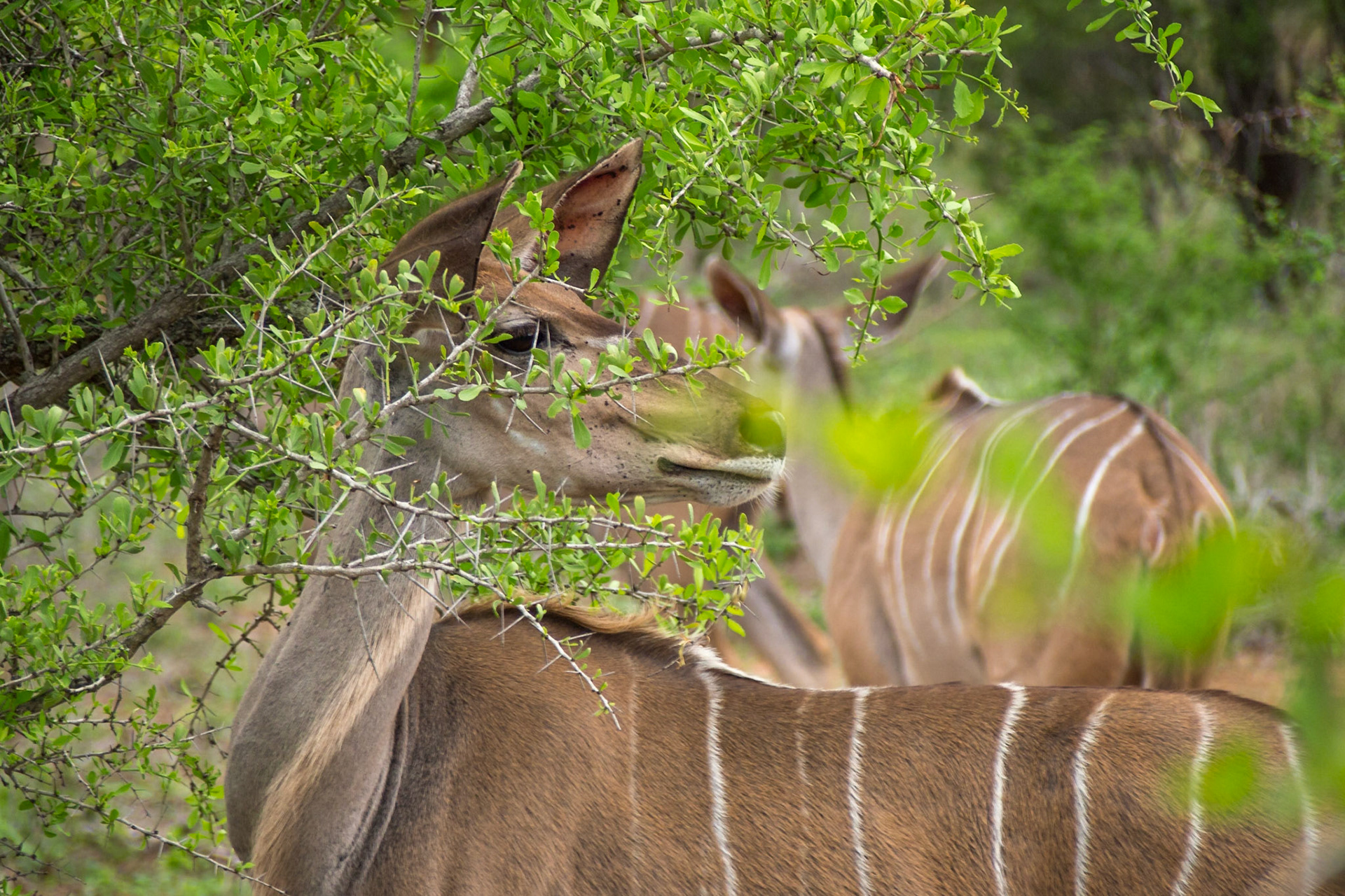Kruger Park, Mpumalanga, South Africa [Mar 2016]