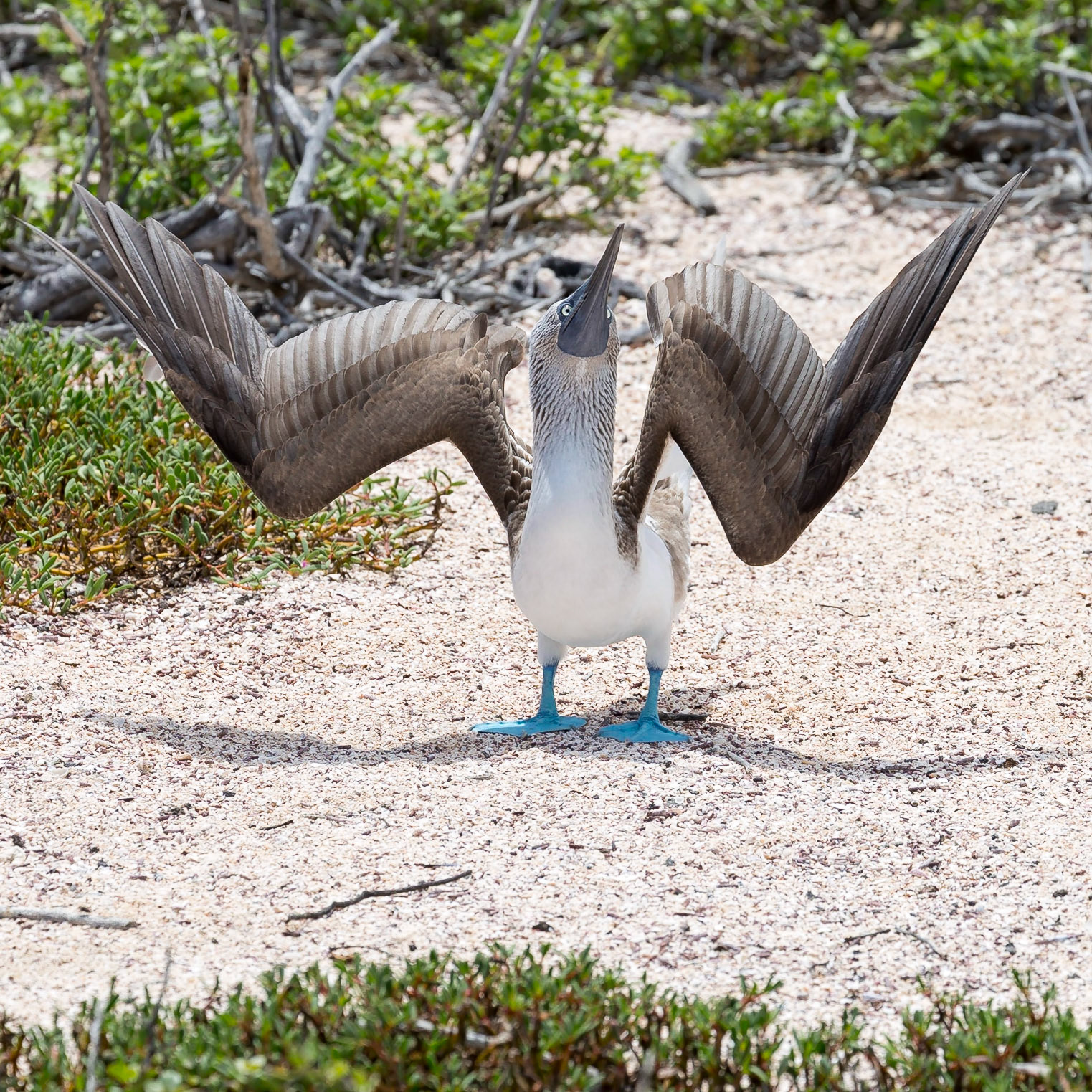 Santa Cruz Canton, Galápagos, Ecuador [Apr 2022]