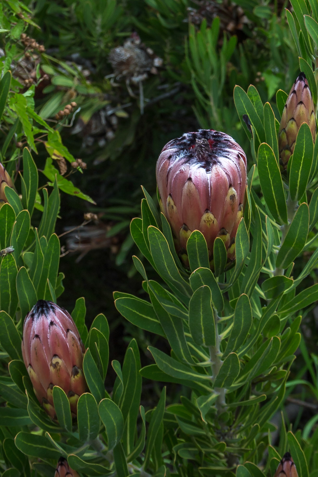 Pniel, Western Cape, South Africa [Mar 2016]
