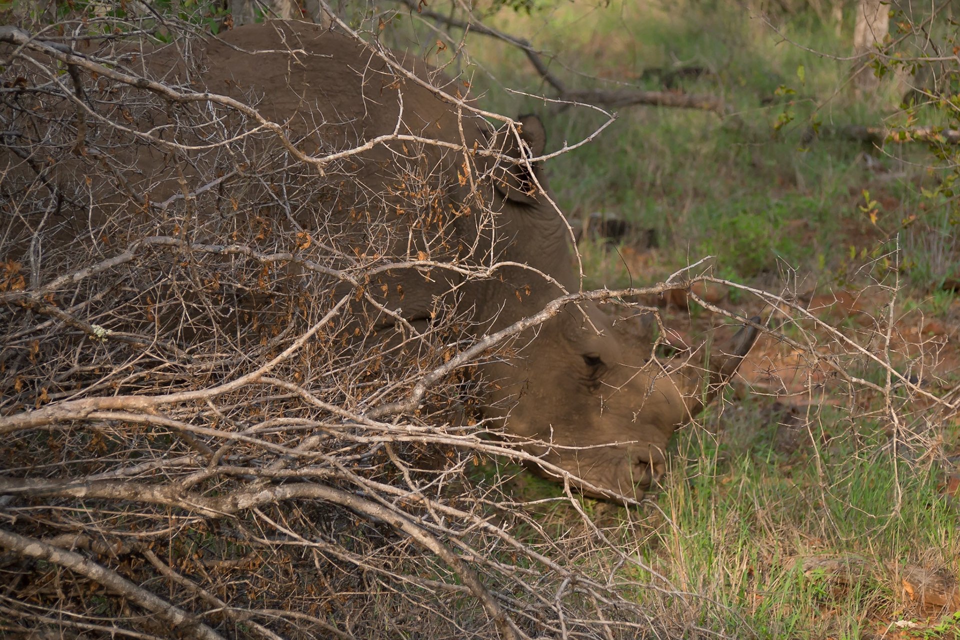 Makalali, Limpopo, South Africa [Mar 2016]
