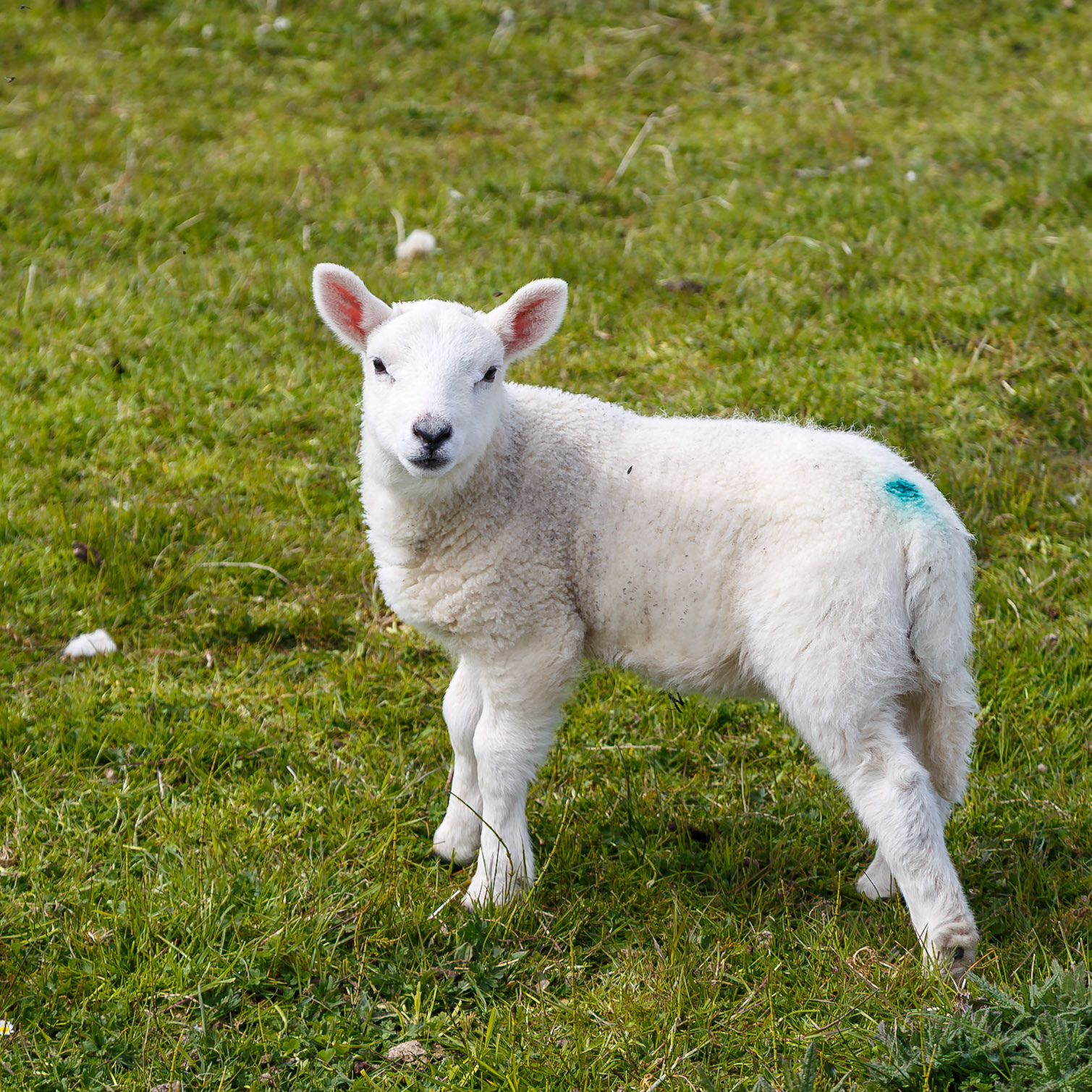 Isle of Lewis, Scotland, United Kingdom [May 2026]