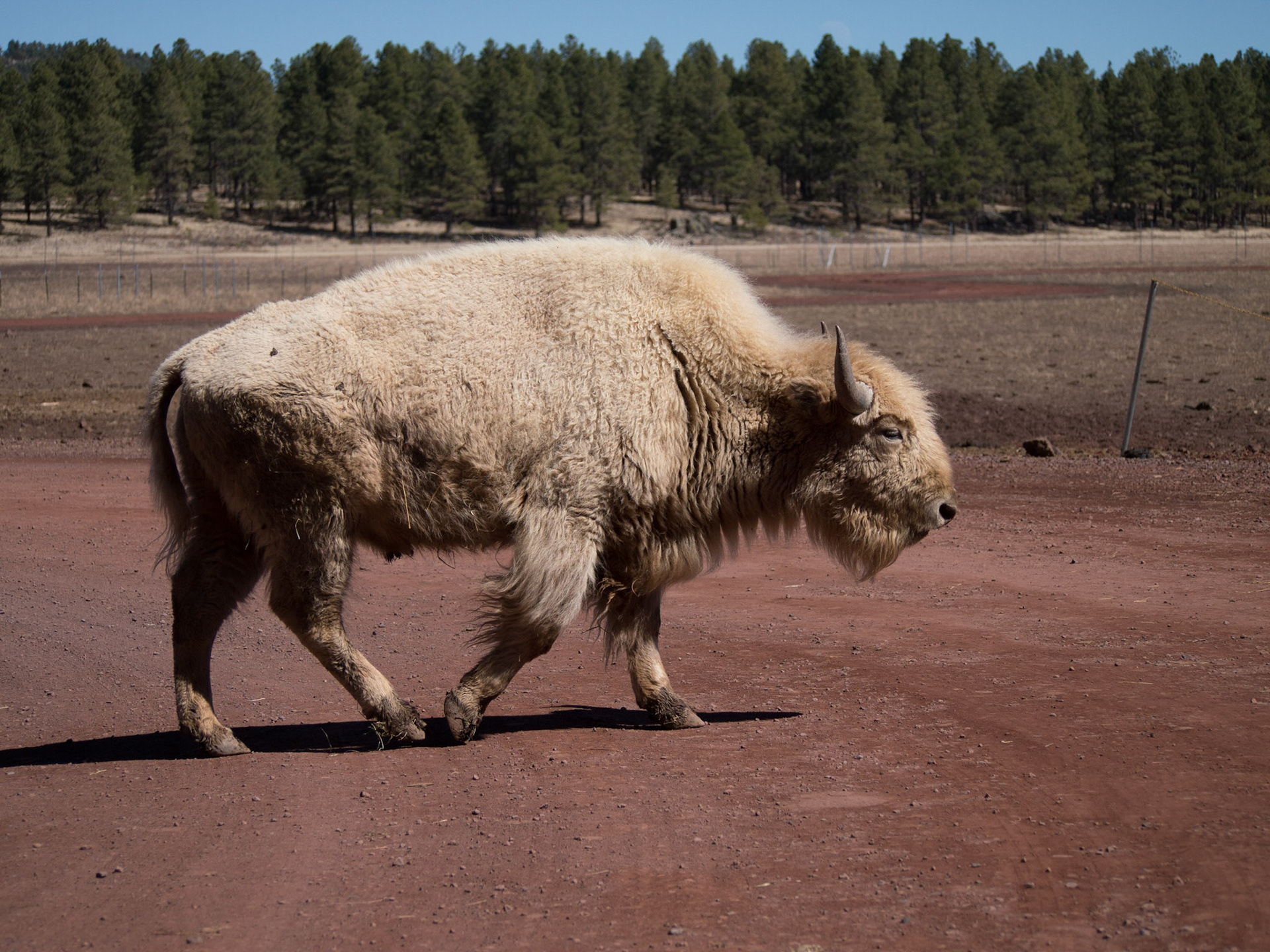 Williams, Arizona, United States [Mar 2014]