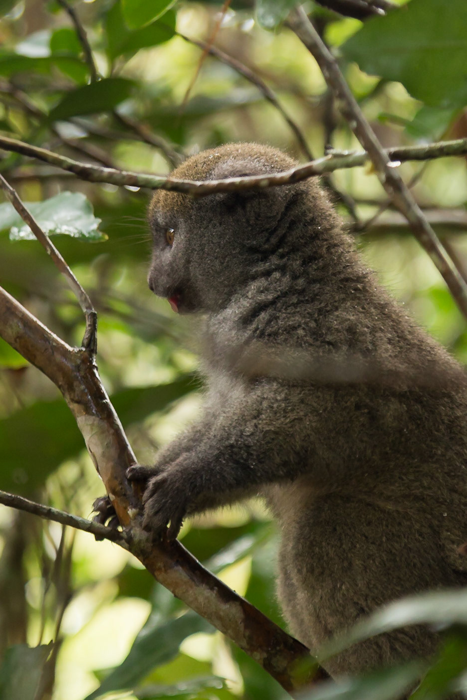 Vakona, Andasibe-Mantadia, Madagascar [Apr 2019]