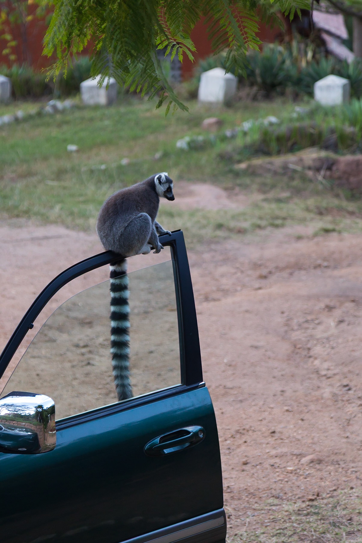 Camp Catta, Haute Matsiatra, Madagascar [Apr 2019]
