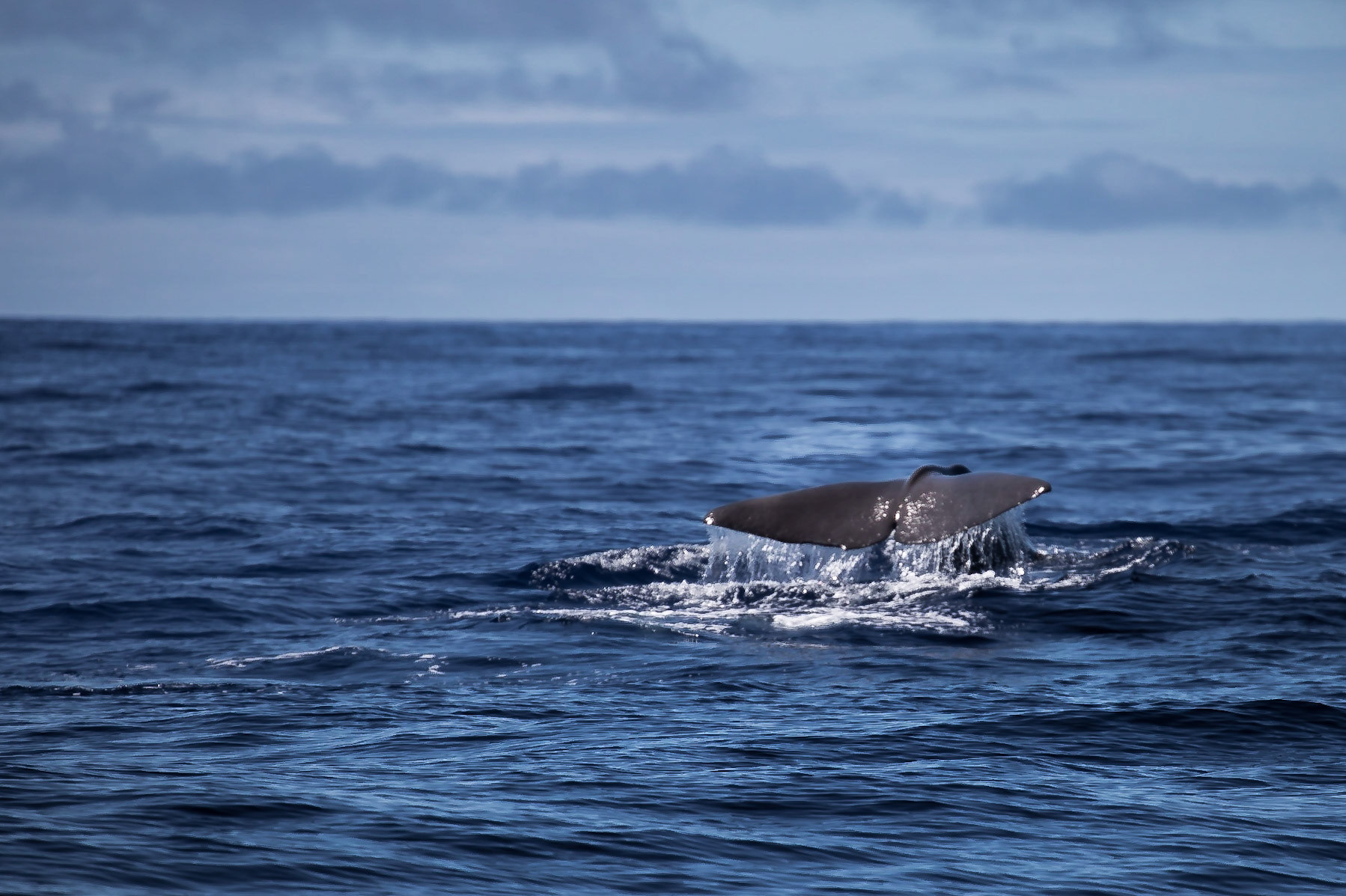 Ilsa de Pico, Azores, Portugal [Aug 2019]
