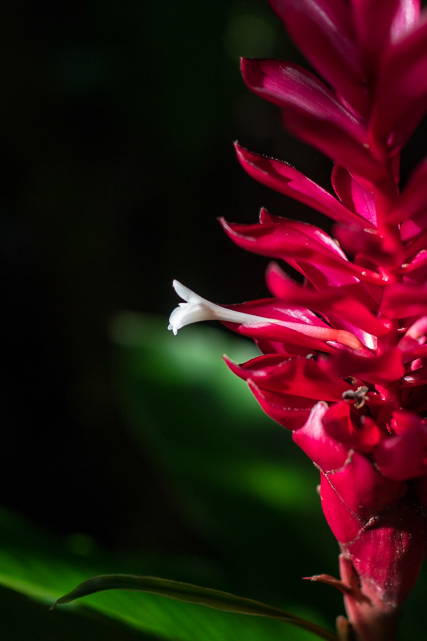 Jardin des Parfums, Saint-Philippe, Saint Pierre, Réunion [Apr 2017]