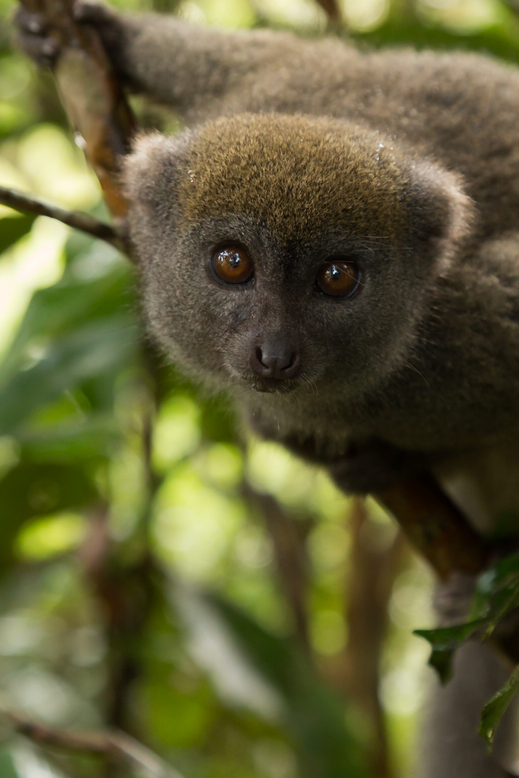 Vakona, Andasibe-Mantadia, Madagascar [Apr 2019]