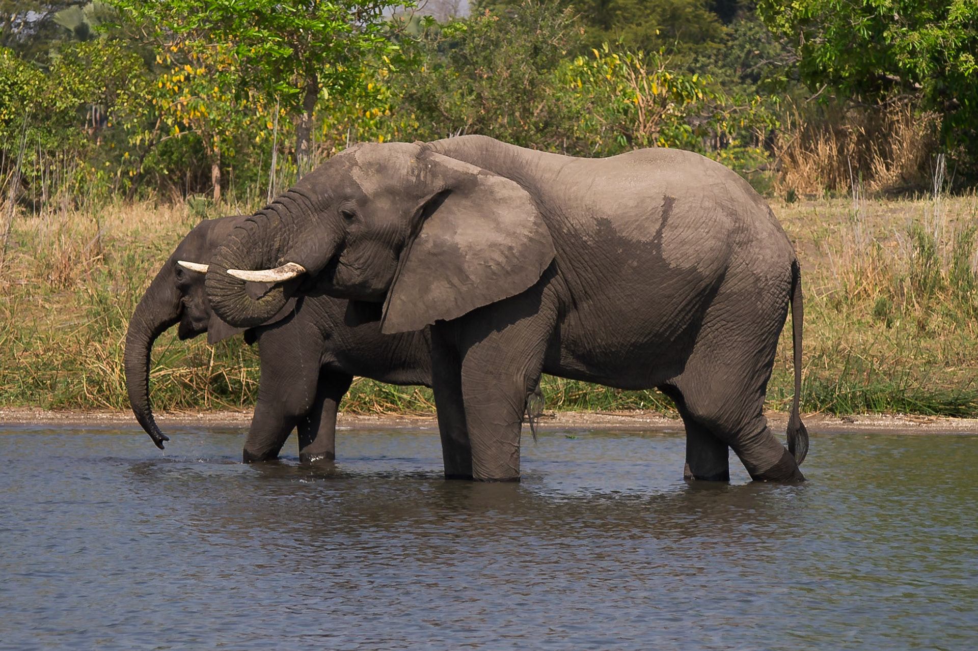 Liwonde, Southern Region, Malawi [Aug 2016]
