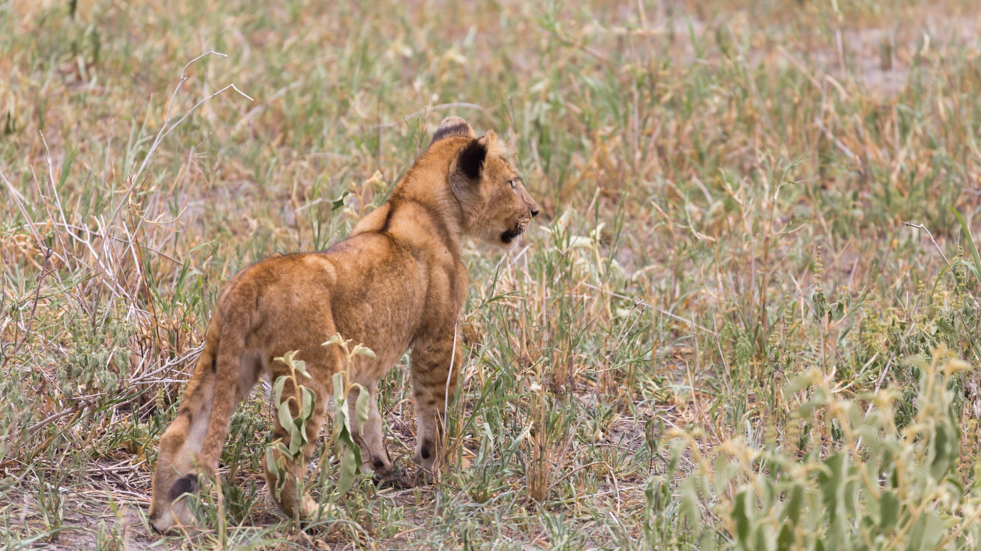 , Manyara, Tanzania [Jan 2023]