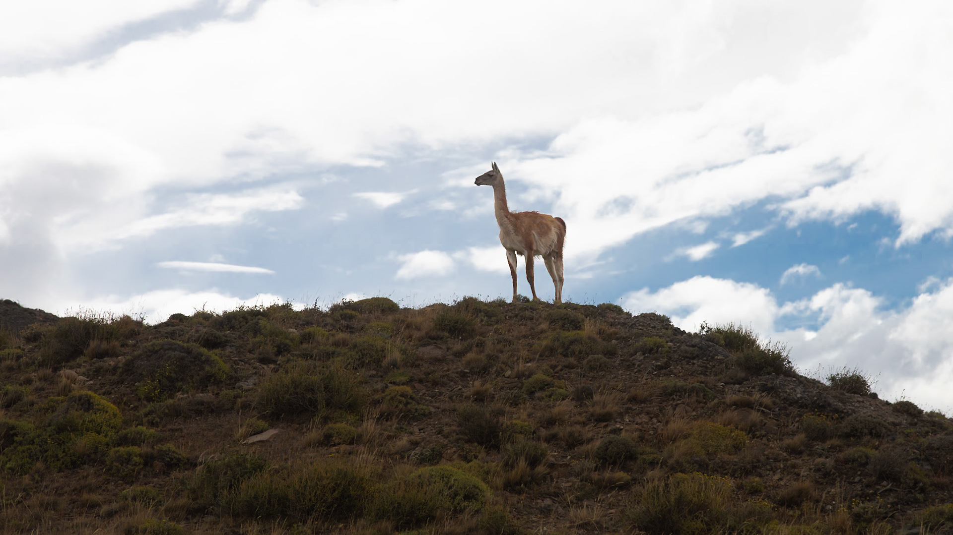 Torres del Paine, Magellan and the Chilean Antarctic, Chile [Jan 2024]