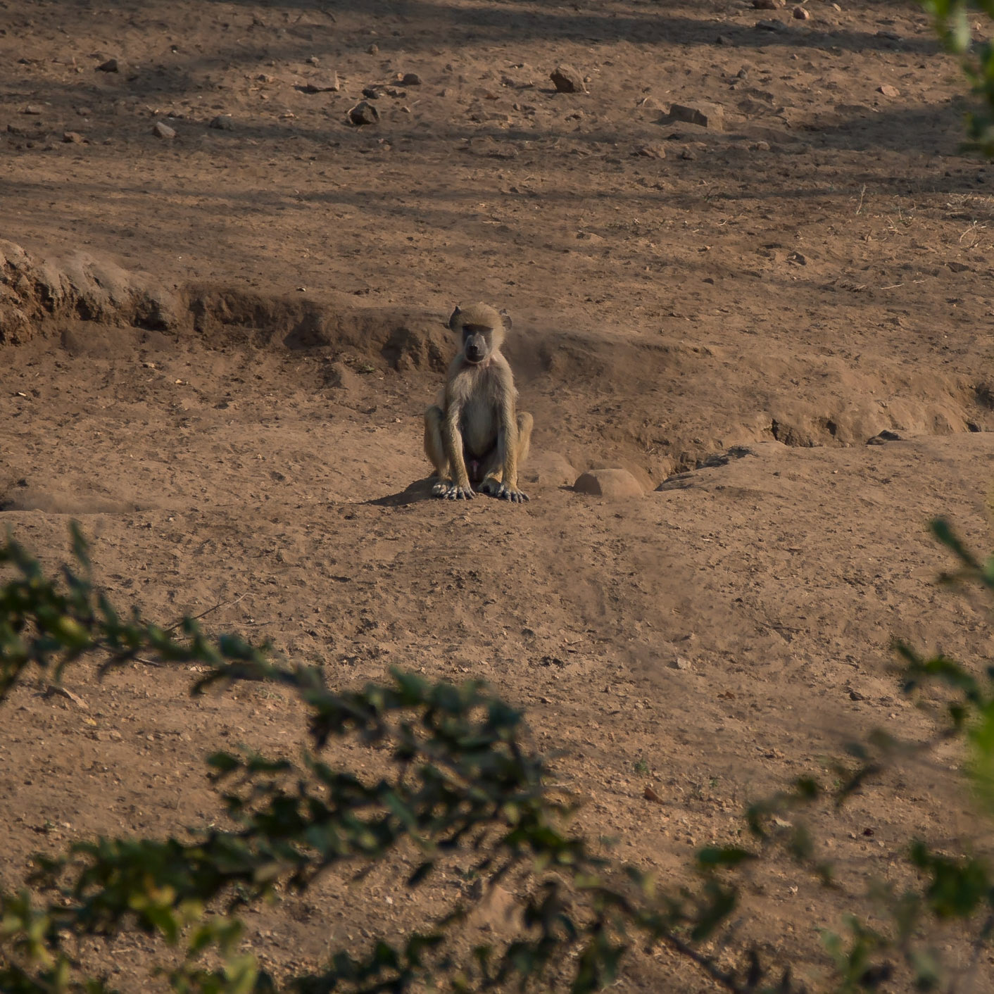 Majete Wildlife Reserve, Southern Region, Malawi [Aug 2016]