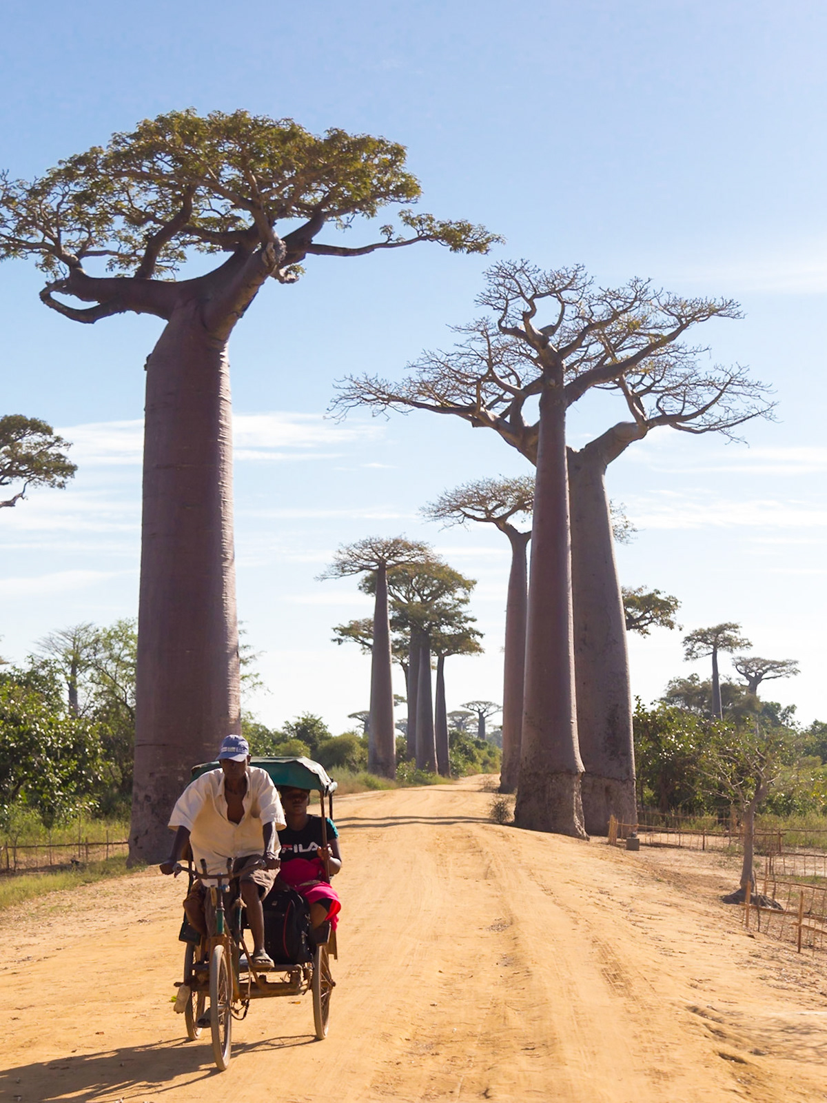 Morondava, Menabe, Madagascar [Apr 2019]