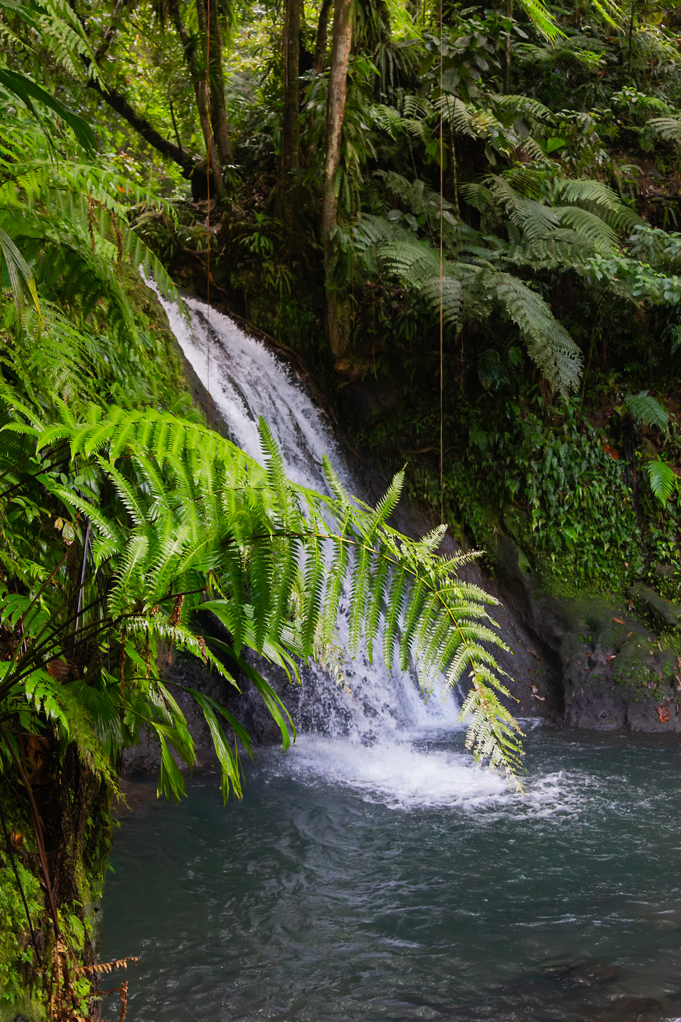 Cascade aux Ecrevisses, Petit-Bourg, Basse-Terre, Guadeloupe [Jan 2025]