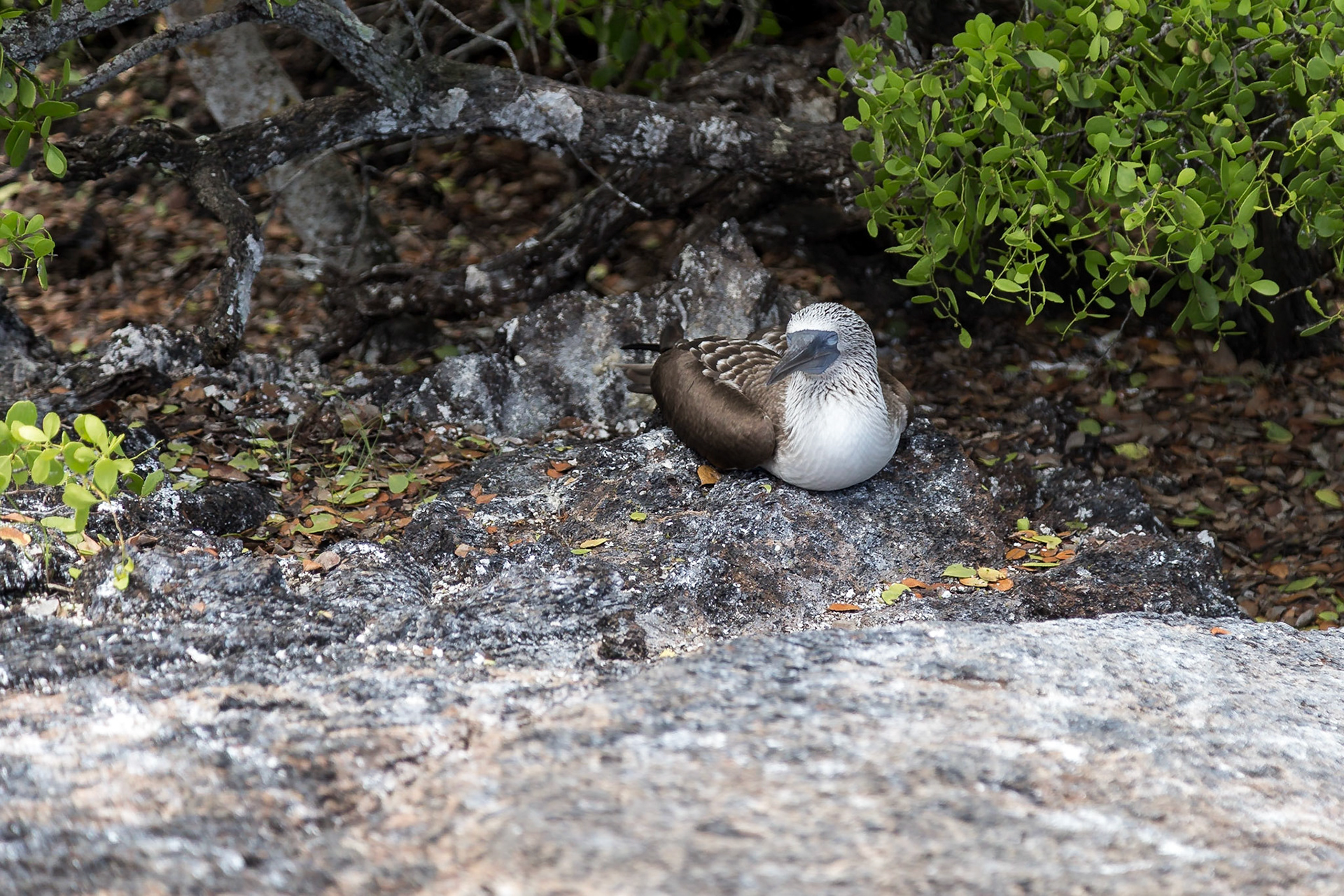 Isabela Canton, Galápagos, Ecuador [Apr 2022]