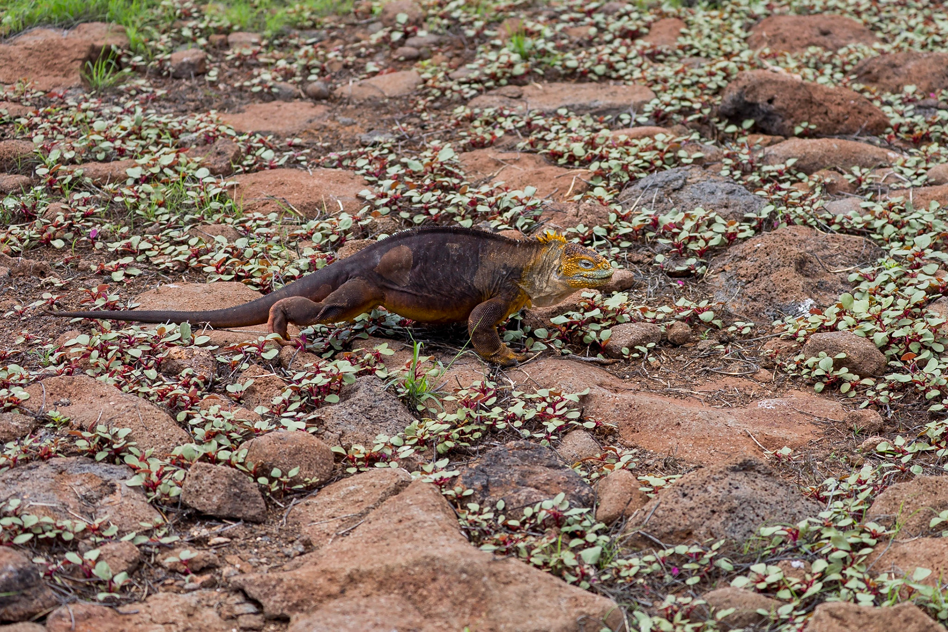 Santa Cruz Canton, Galápagos, Ecuador [Apr 2022]
