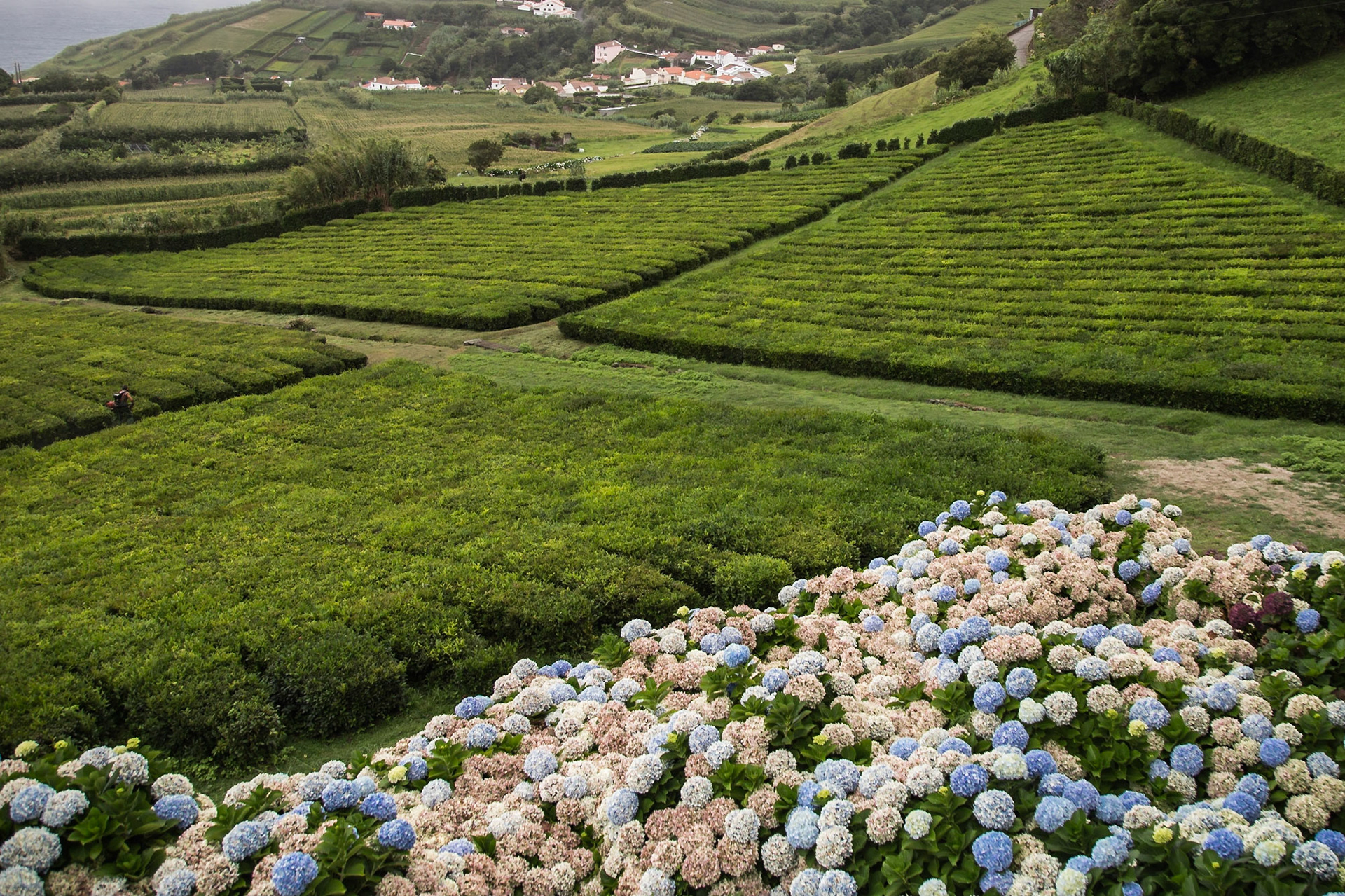 Porto Formoso, Azores, Portugal [Aug 2019]