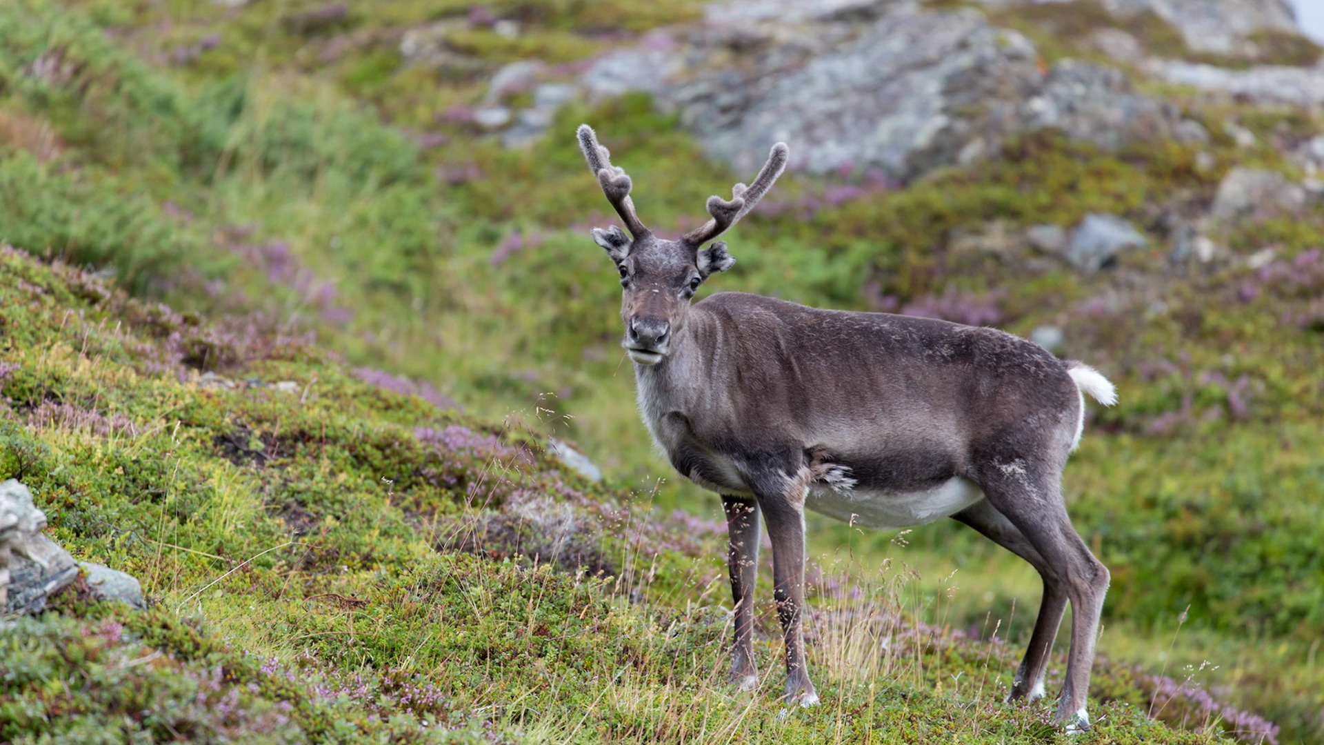 Kvalsund, Troms, Norway [Aug 2022]