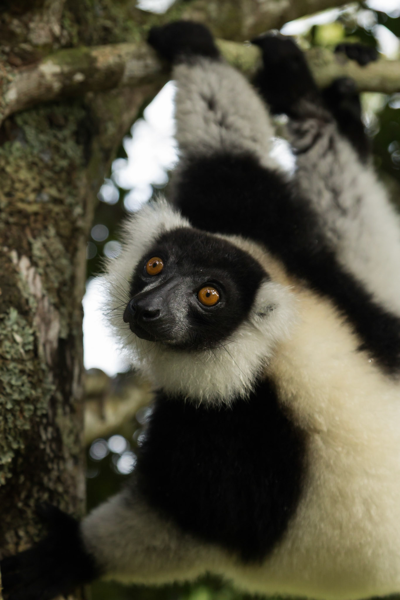 Vakona, Andasibe-Mantadia, Madagascar [Apr 2019]