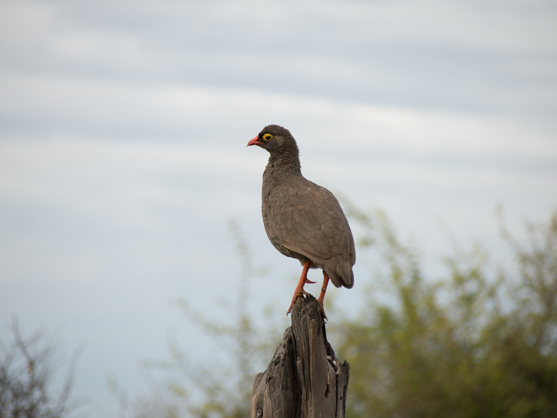 Kumaga, Central, Botswana [Apr 2014]
