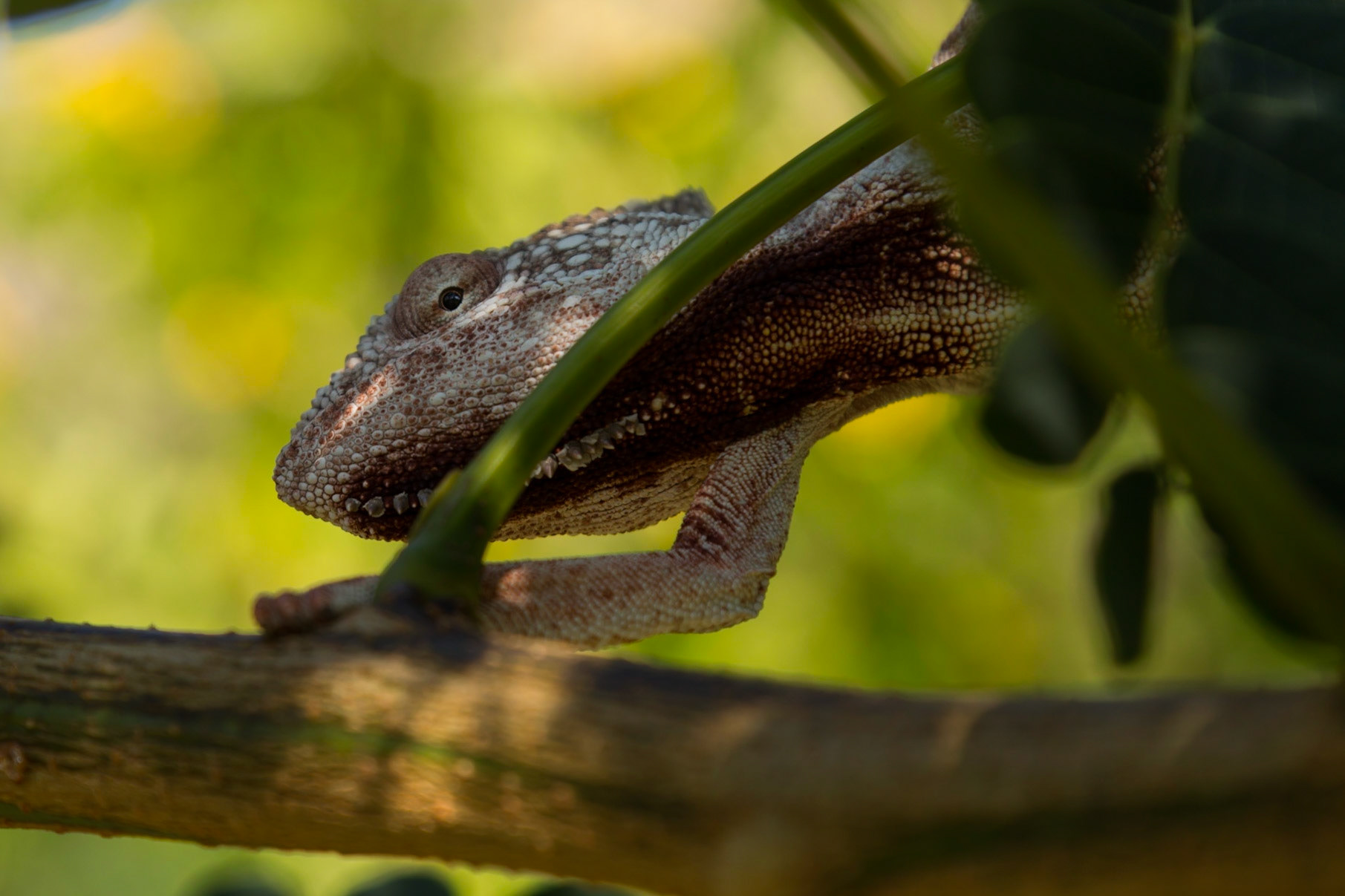 Camp Catta, Haute Matsiatra, Madagascar [Apr 2019]