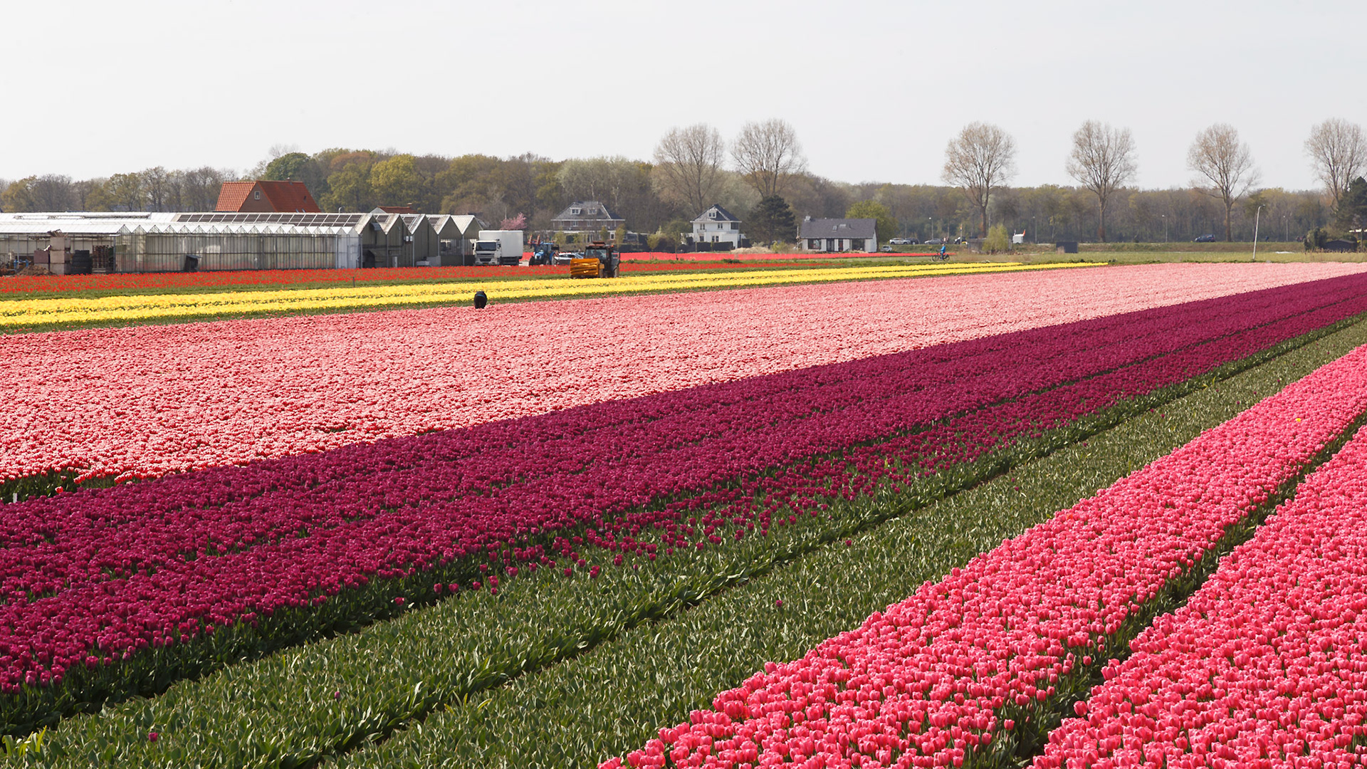 Hillegom, South Holland, Netherlands [Apr 2025]
