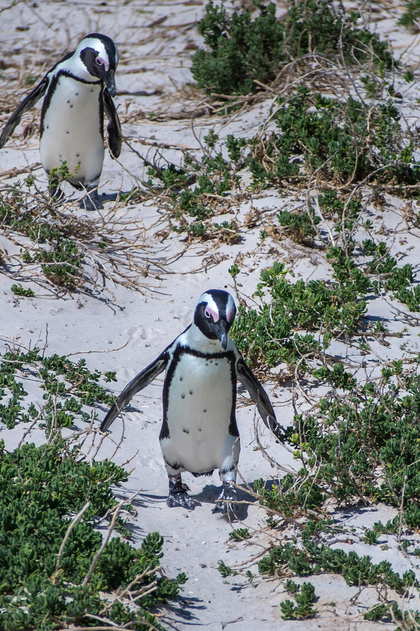 Simons's Town, Cape Town, Western Cape, South Africa [Apr 2016]