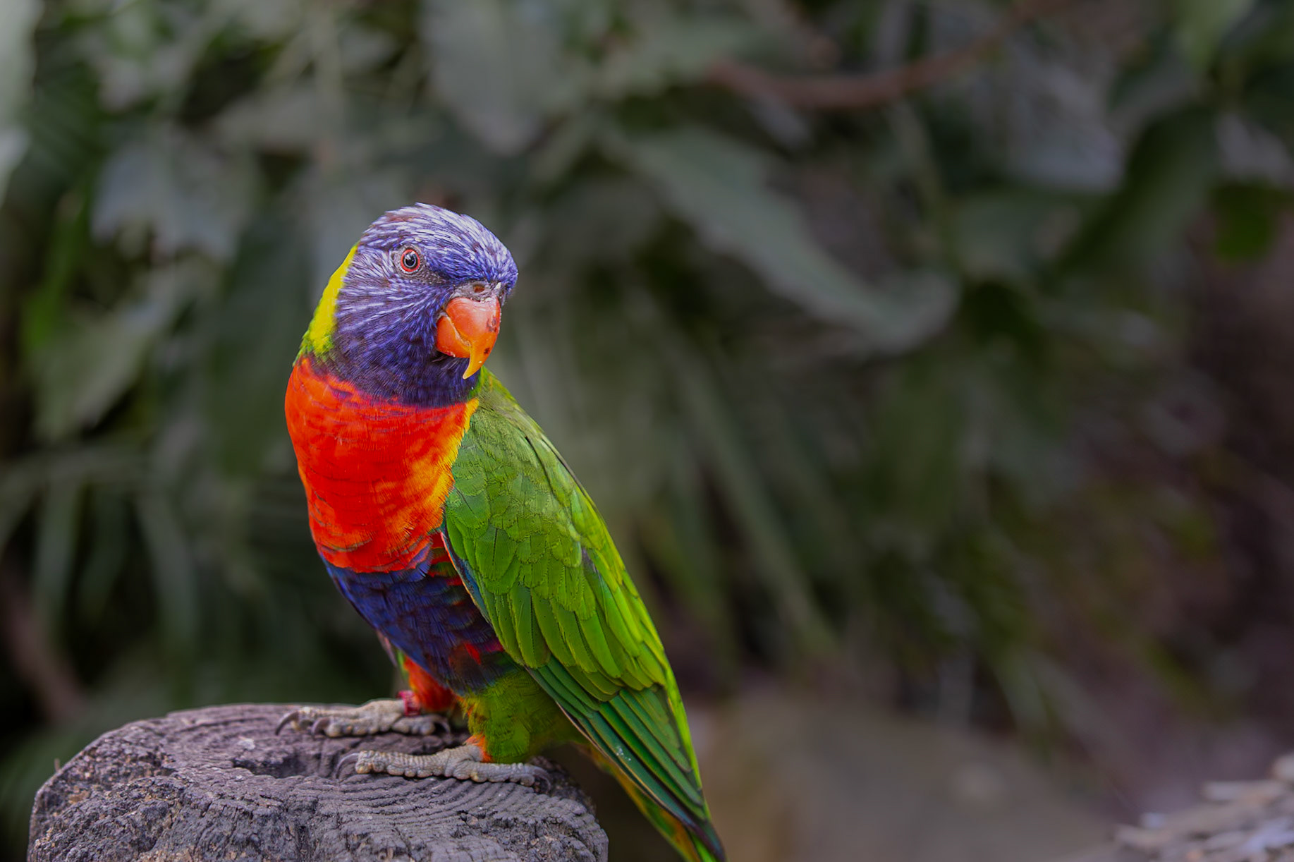 Jardin Botanique, Deshaies, Basse-Terre, Guadeloupe [Jan 2025]