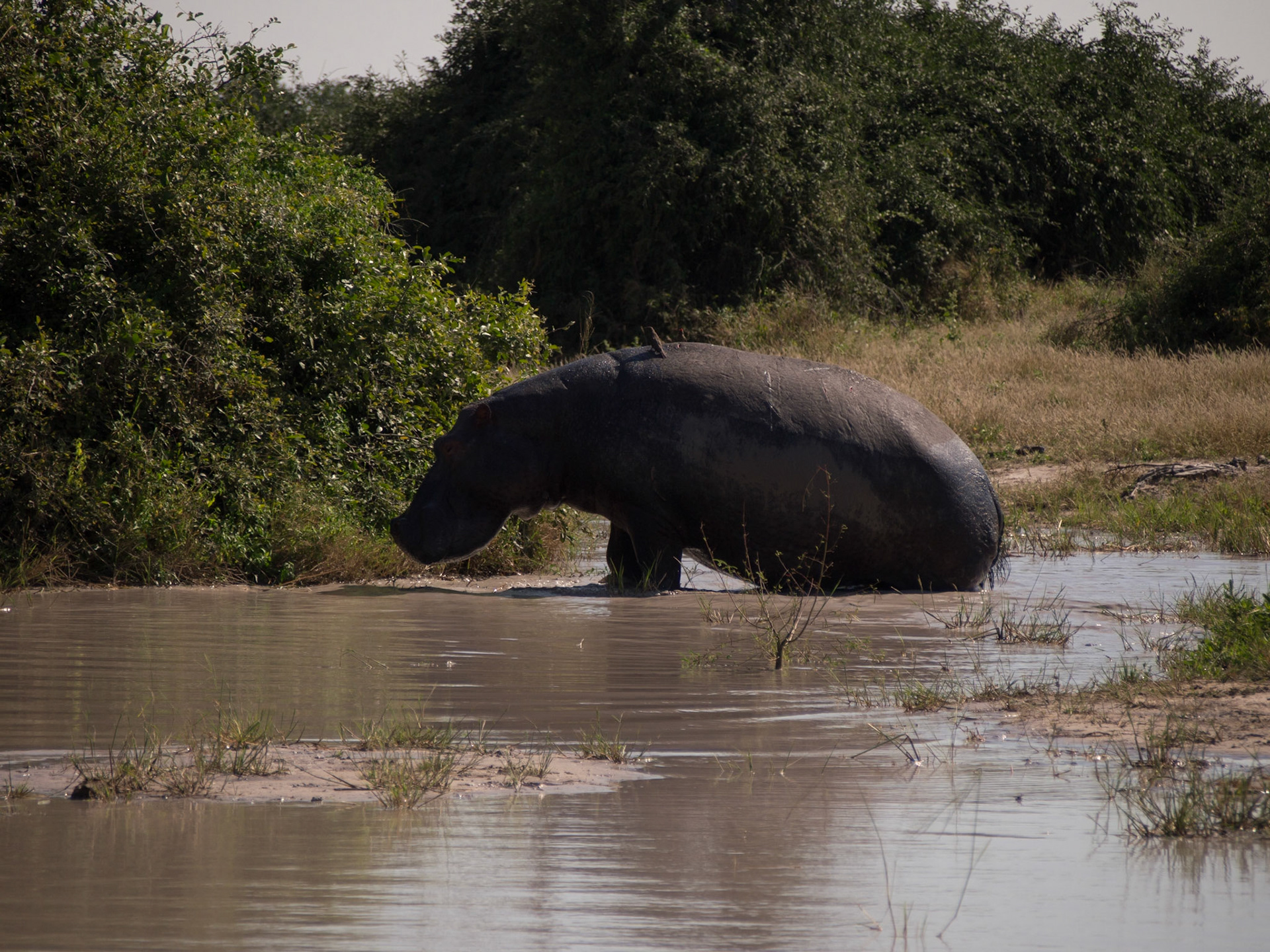 Savuti, North West, Botswana [Apr 2014]
